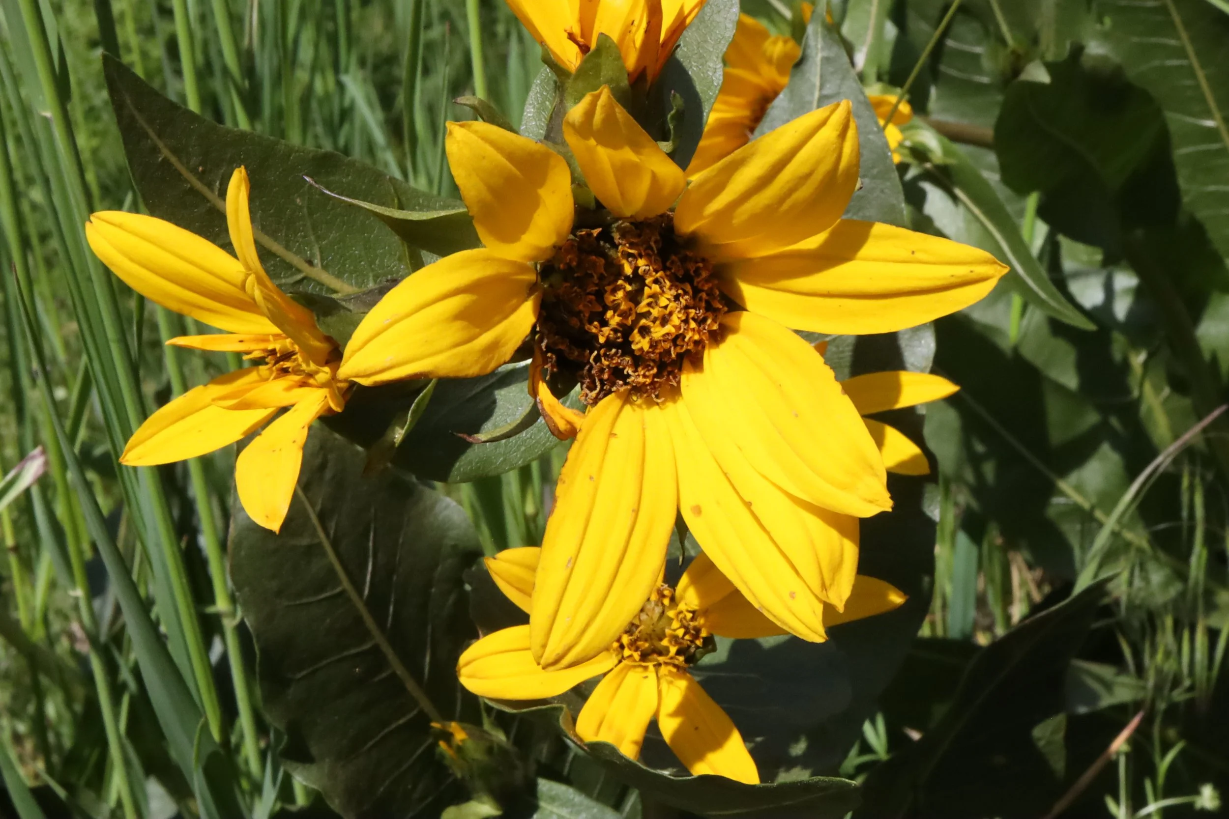 Click on this photo to return to the Yellow/Orange Wildflowers page