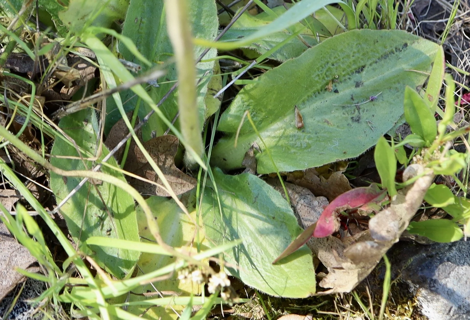 Leaves are oval and often smooth edged