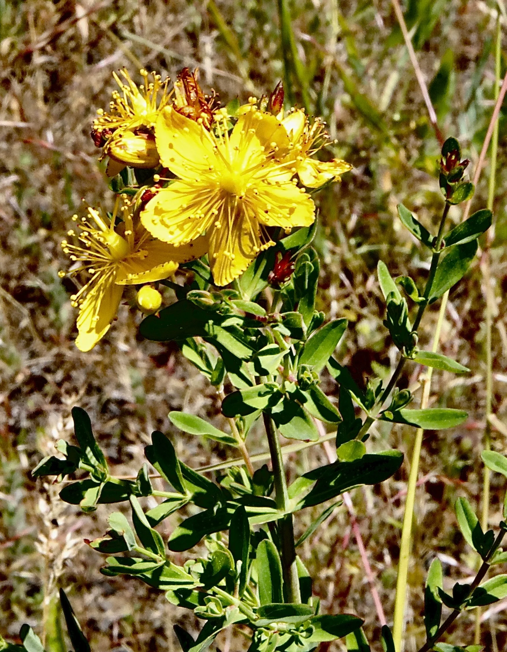 St John's Wort  //  Hypericum perforatum  --  Conboy Lake Wildlife Refuge  6/11/2026