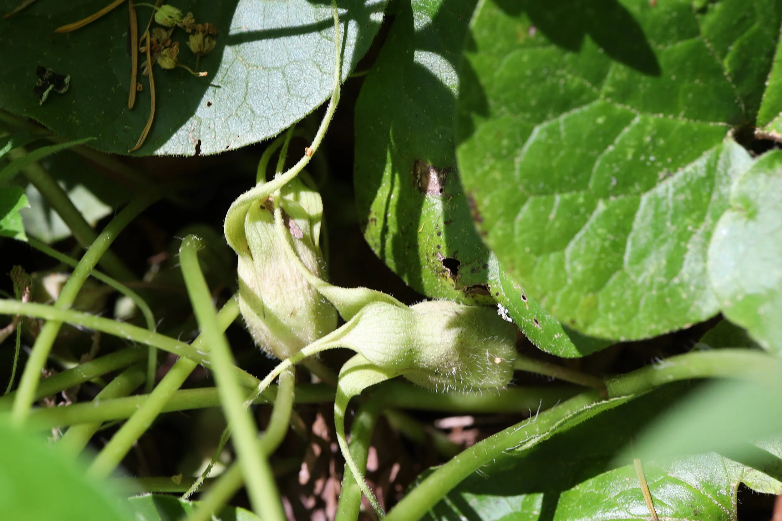 Unopened flowers