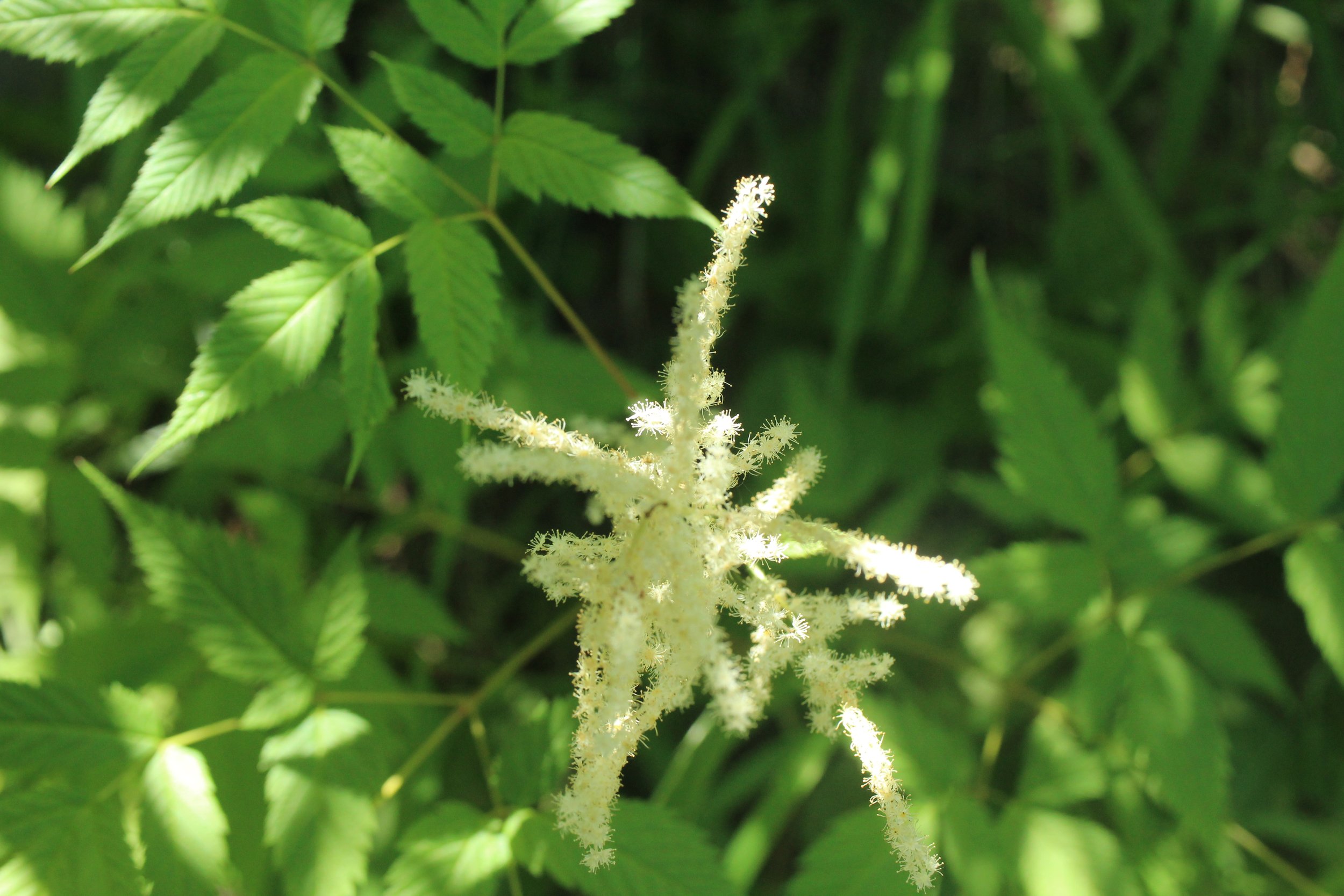 Click on this photo to return to the Shrubs and Small Trees page