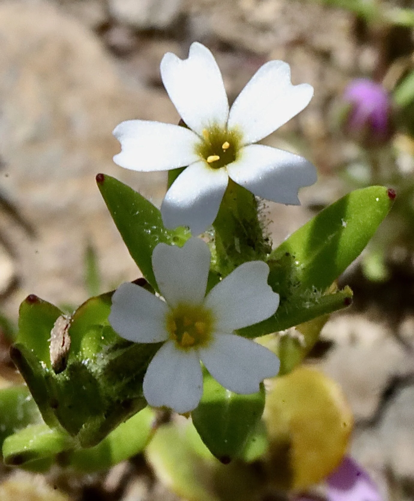 White flowers of Slender Phlox