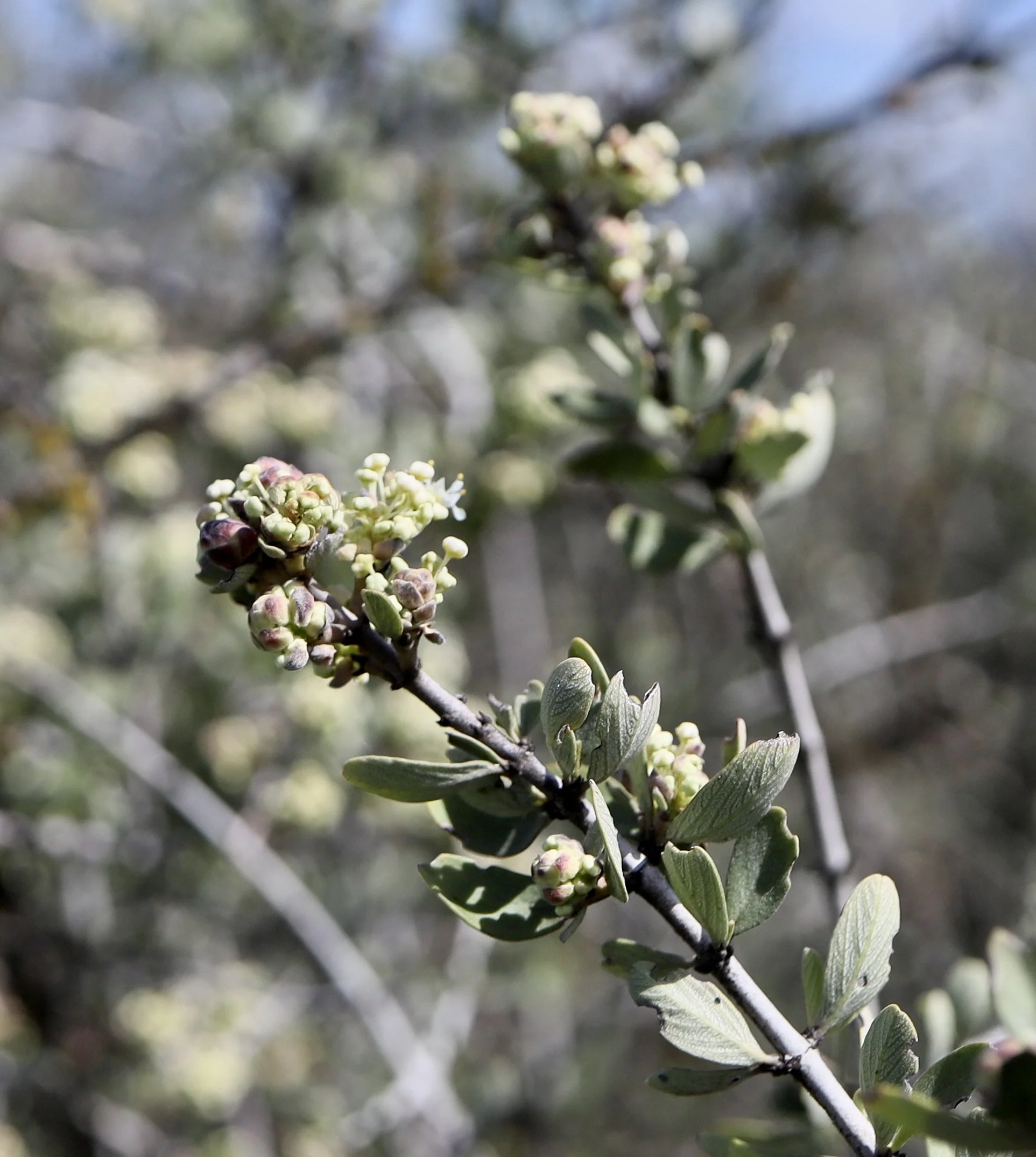 Buckbrush  //  Ceanothus cuneatus