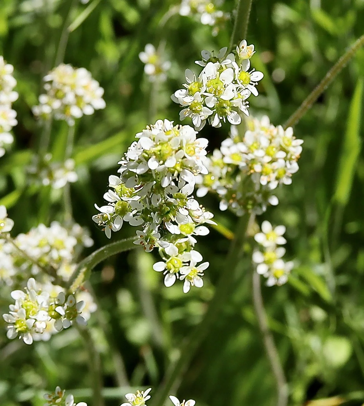 Click on this photo to return to the White Wildflowers page