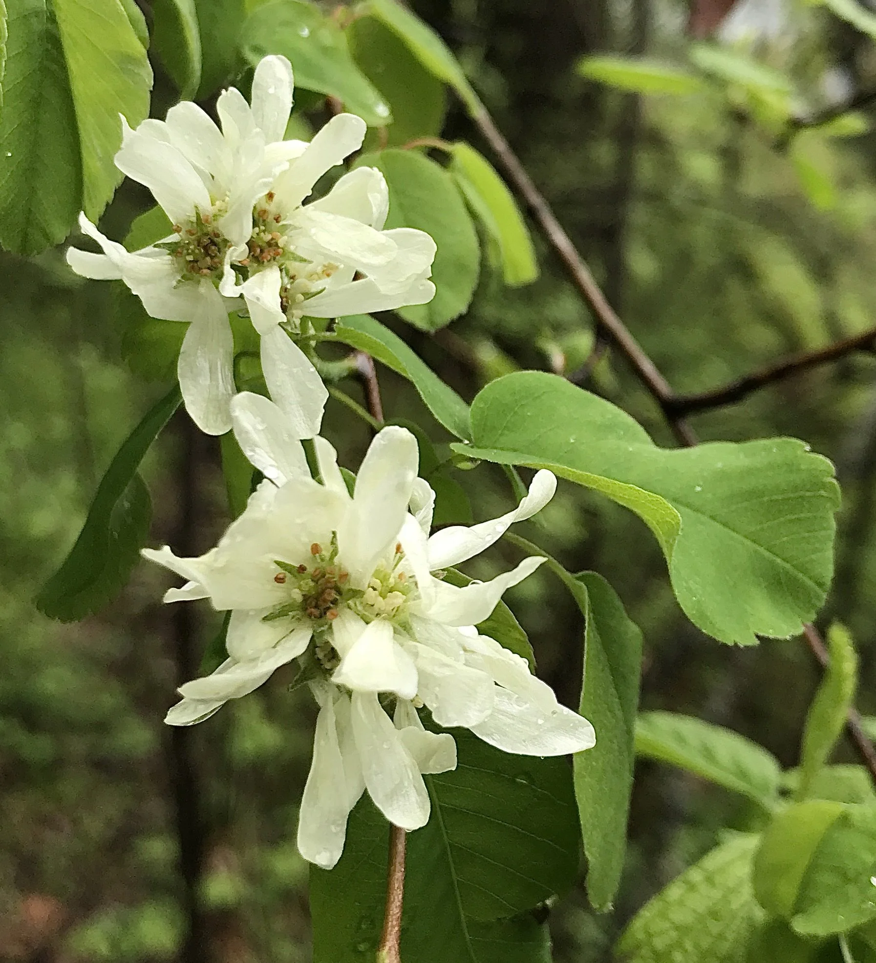 Click on this photo to return to the Shrubs and Small Trees page