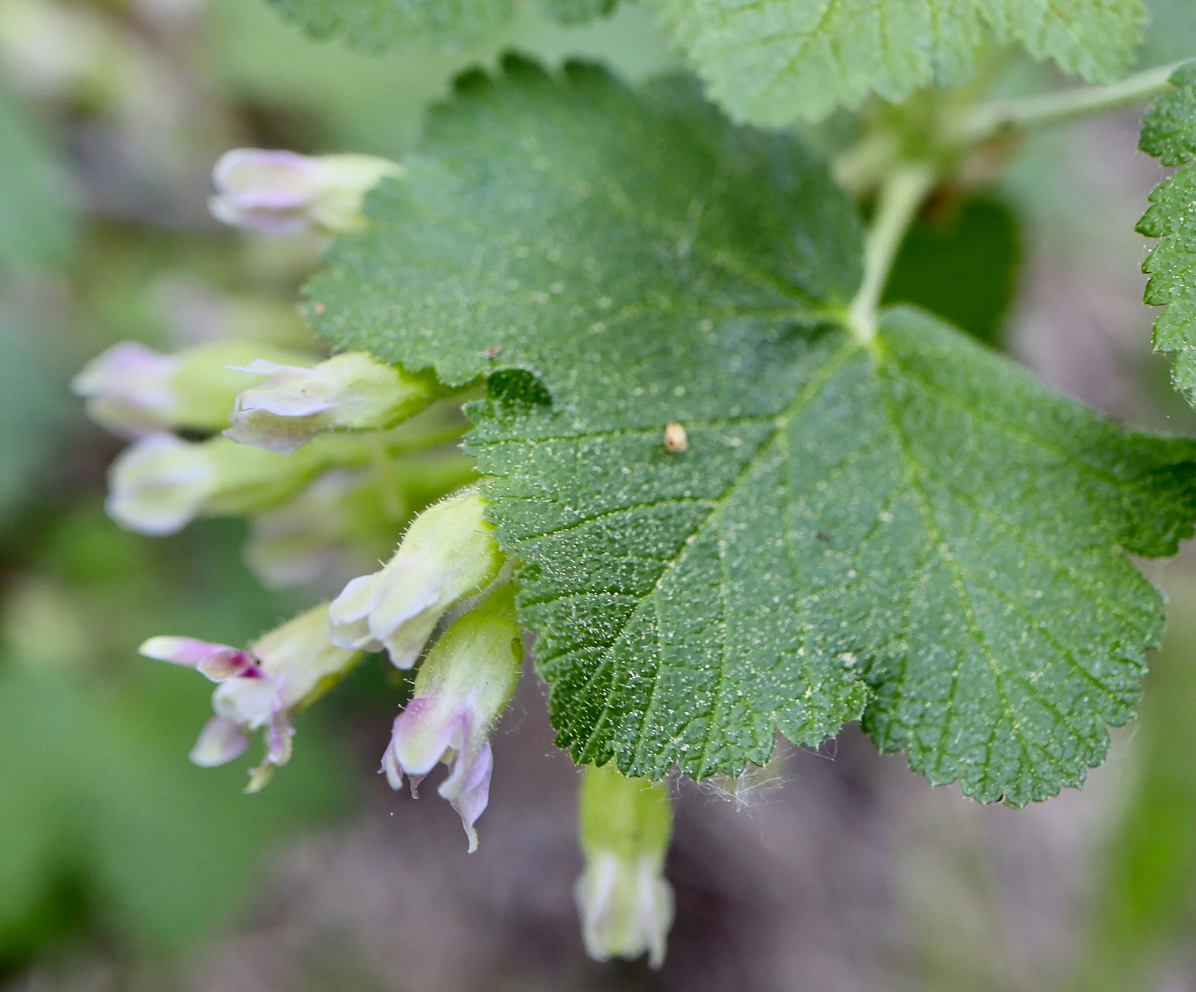 Leaf of sticky currant