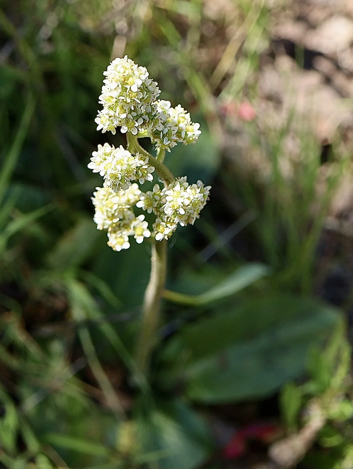 oregon saxifrage, leaves .JPG