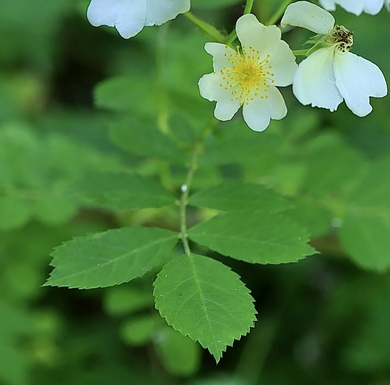 multiflora rose 2.JPG