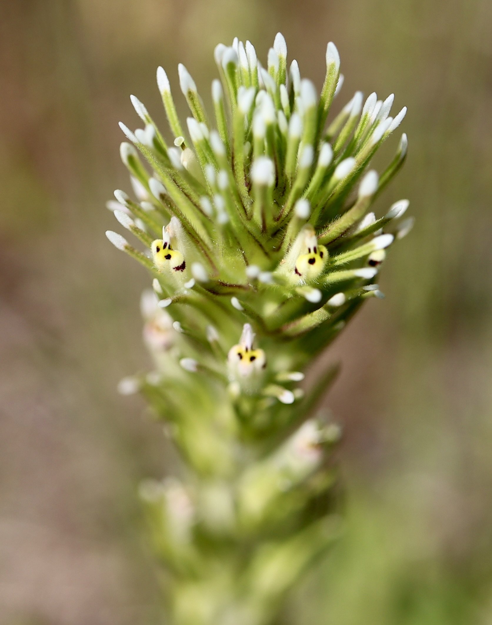 Narrowleaf Paintbrush  //  Castilleja attenuata
Weldon Wagon Trail 5/25/2022