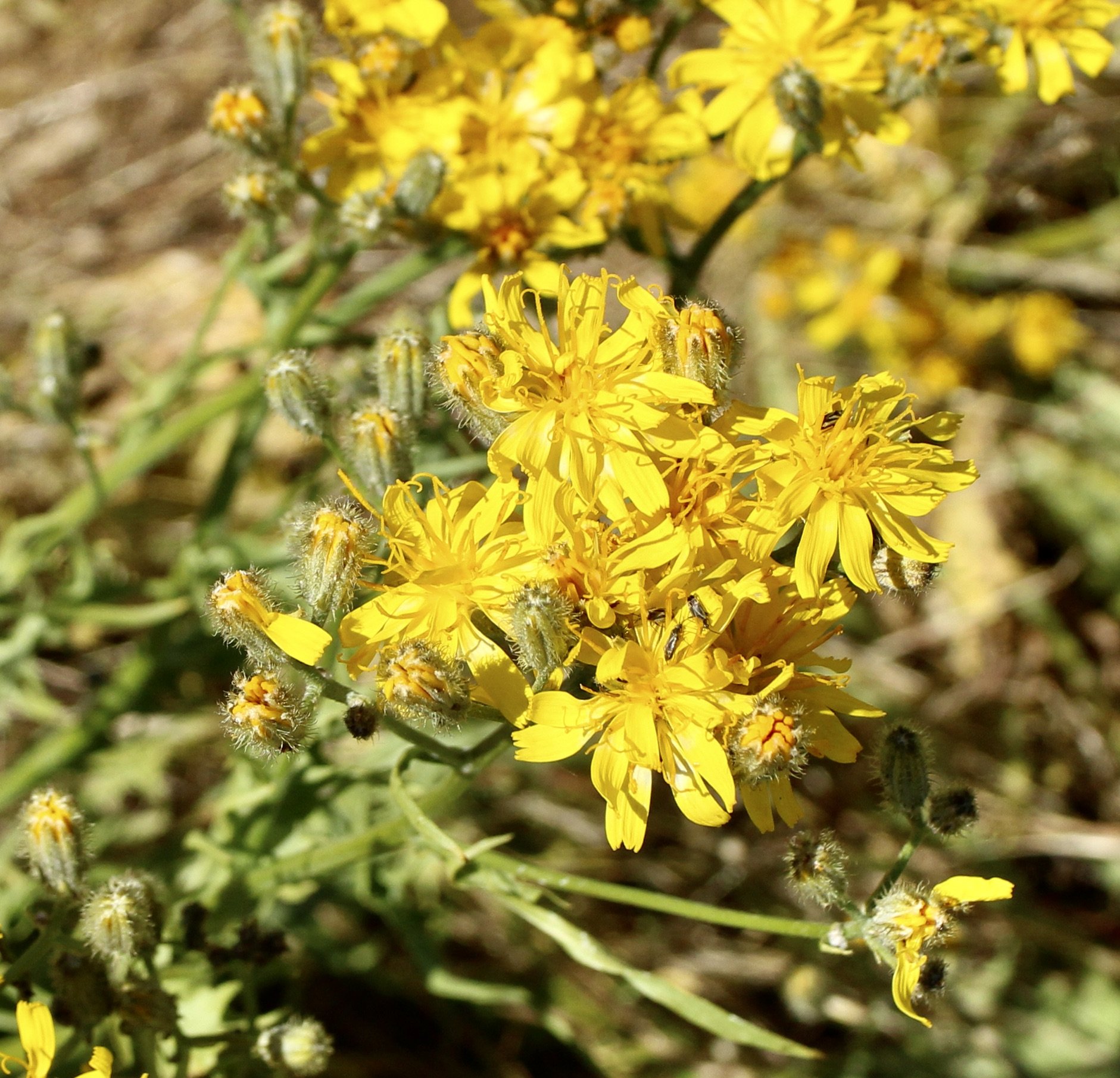 Hound's-tongue Hawkweed  //  Hieracium cynoglossoides  --  Horsethief Butte 5/30/2024