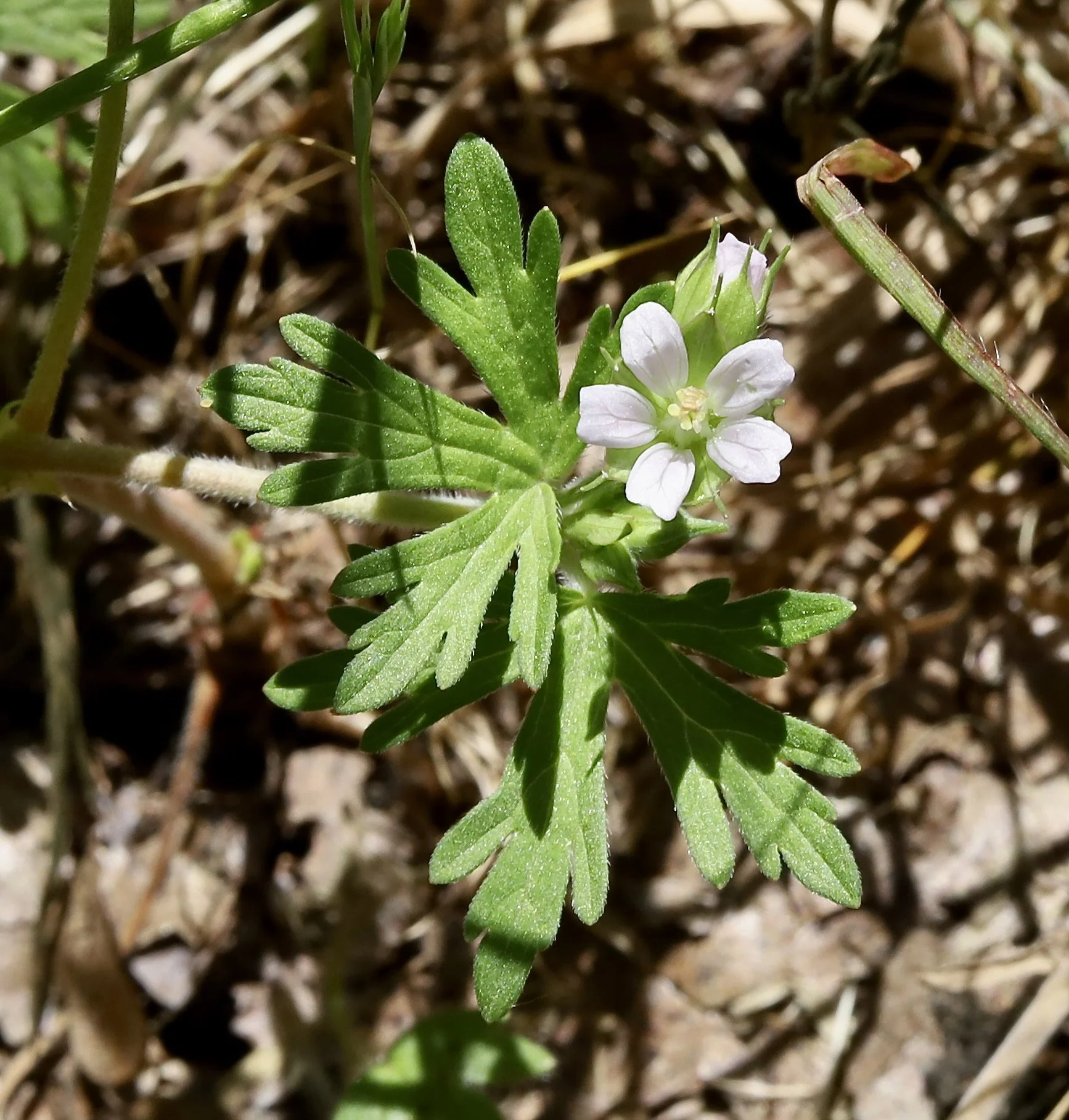 Carolina Geranium  //  Geranium carolinianum  --  Camassia Nature Preserve  5/18/2026