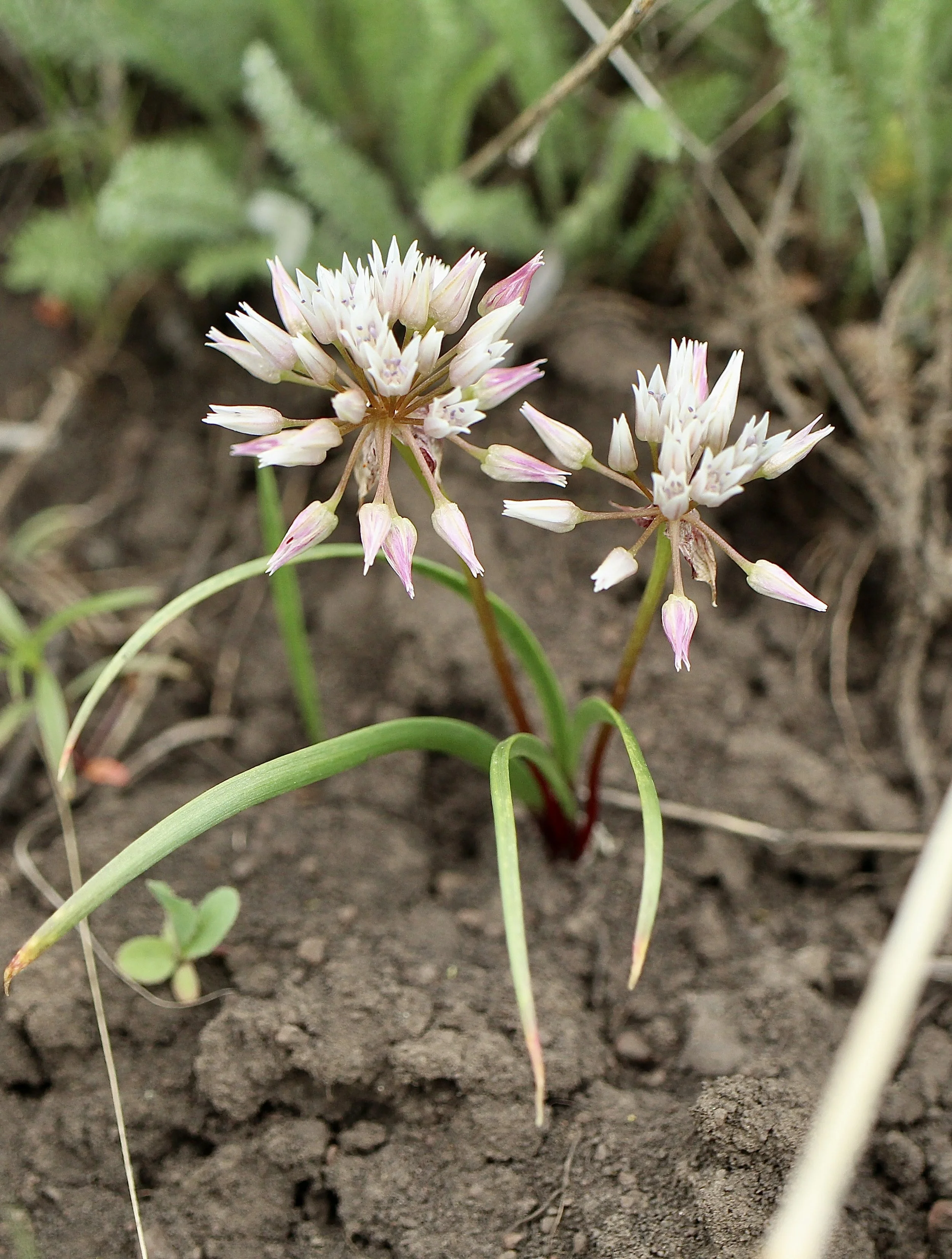 tolmie's onion 3.JPG