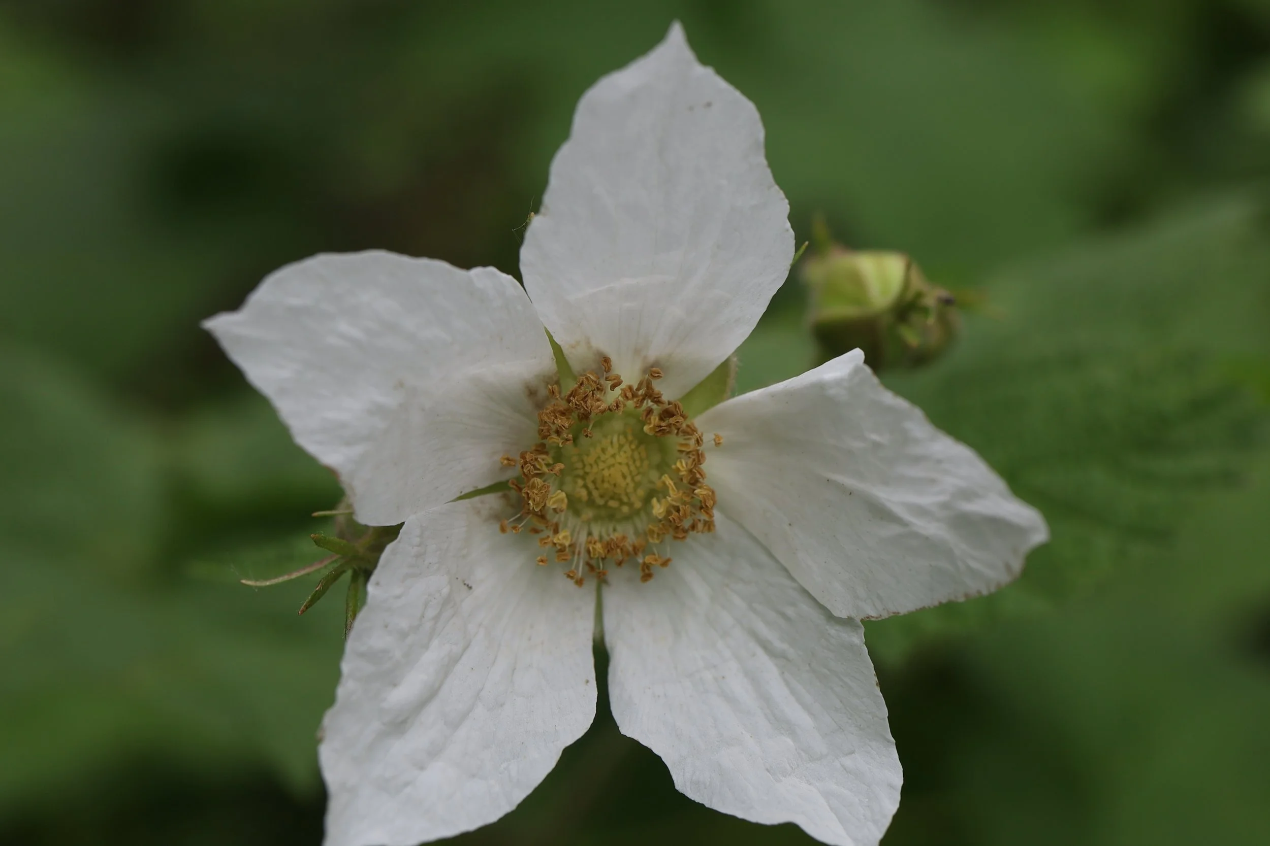 close up of flower.JPG