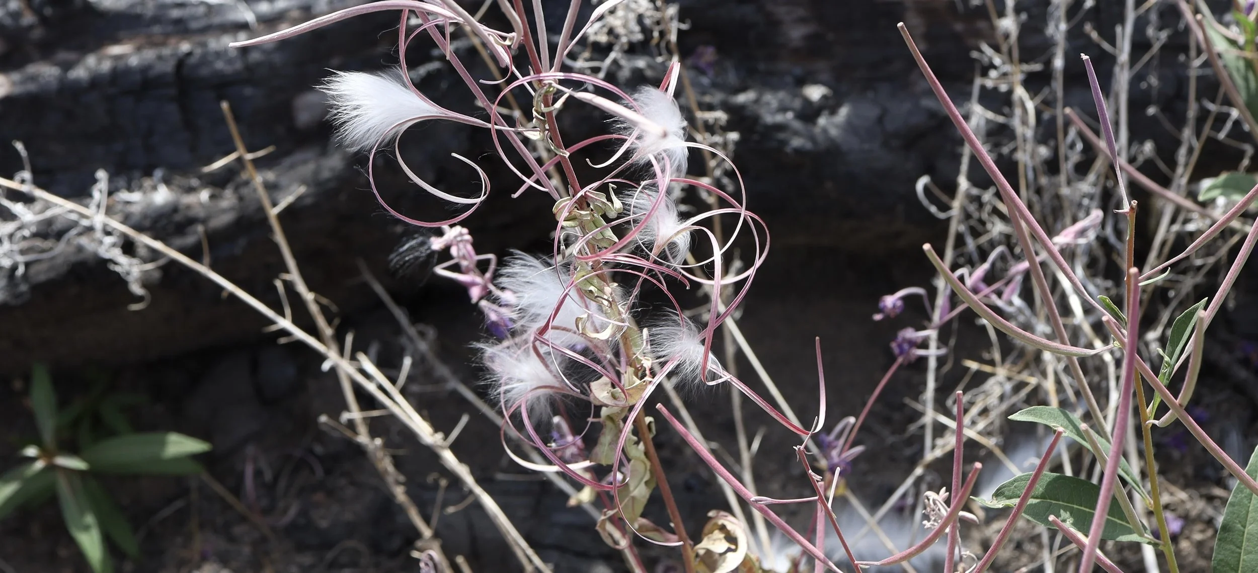 Seeds and seedpods, Crofton Ridge, August 26, 2026