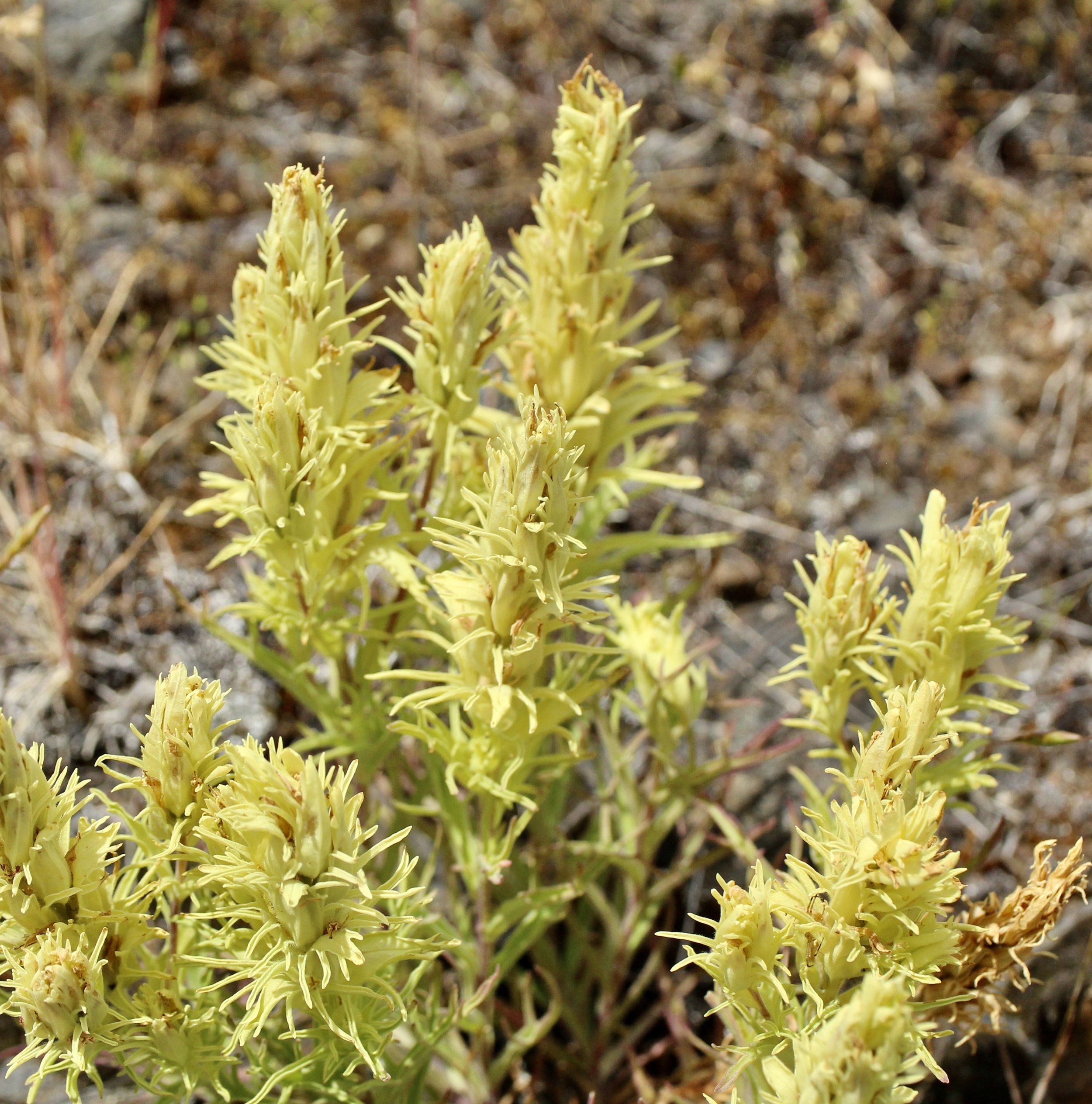 Sticky Paintbrush  //  Castilleja glandulifera  --
Canyon Vista Trail, Zumwalt Prairie 6/18/2024