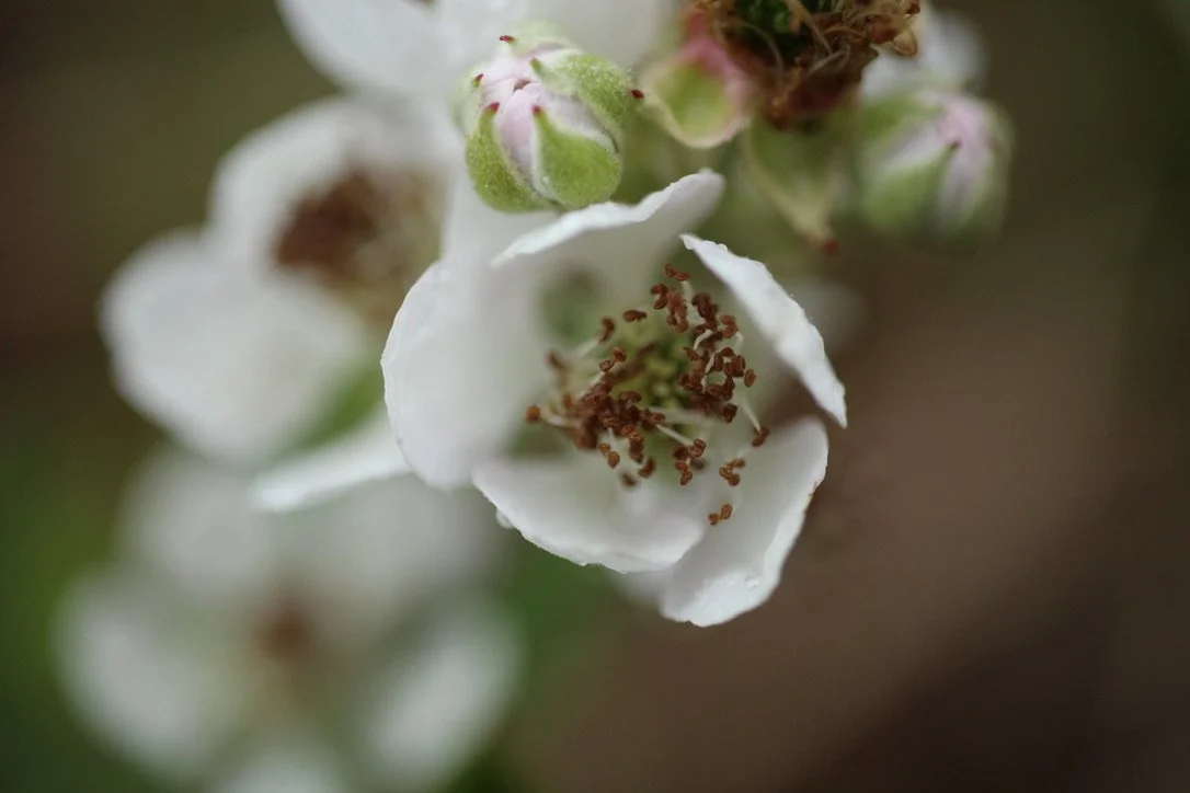 Himalayan Blackberry  //  Rubus discolor