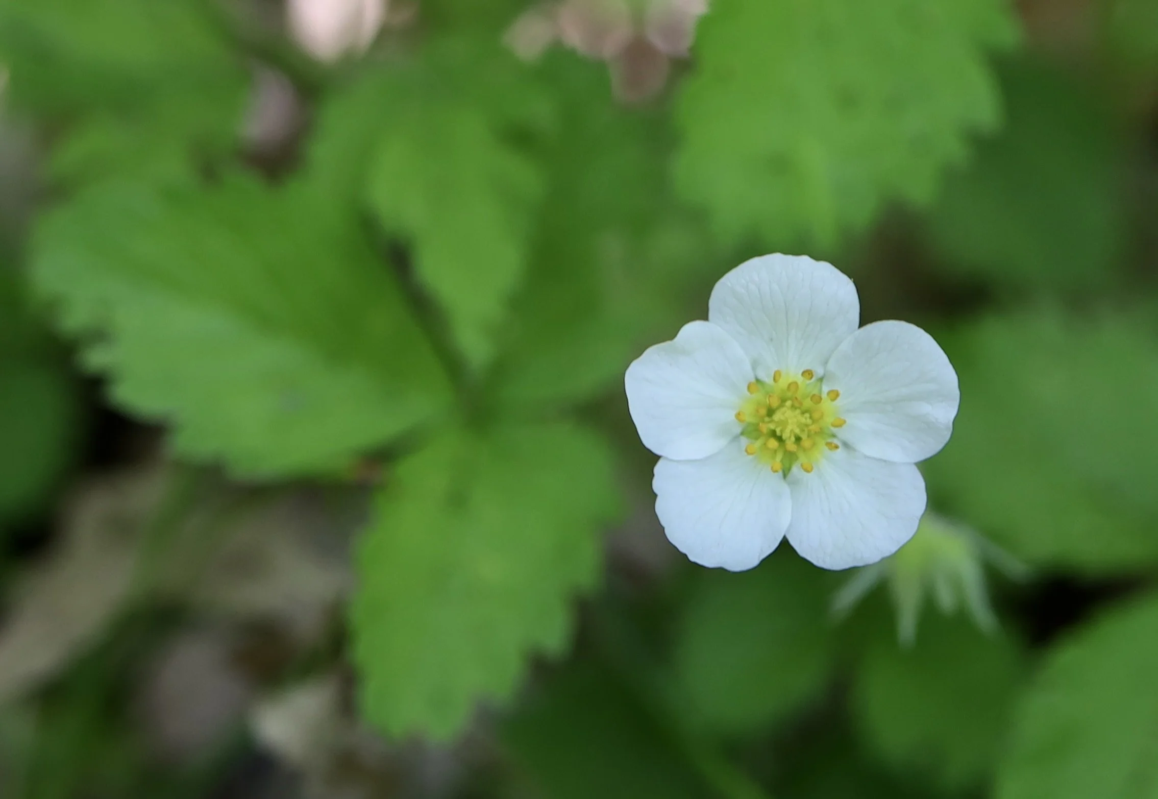 woodland strawberry 2.JPG