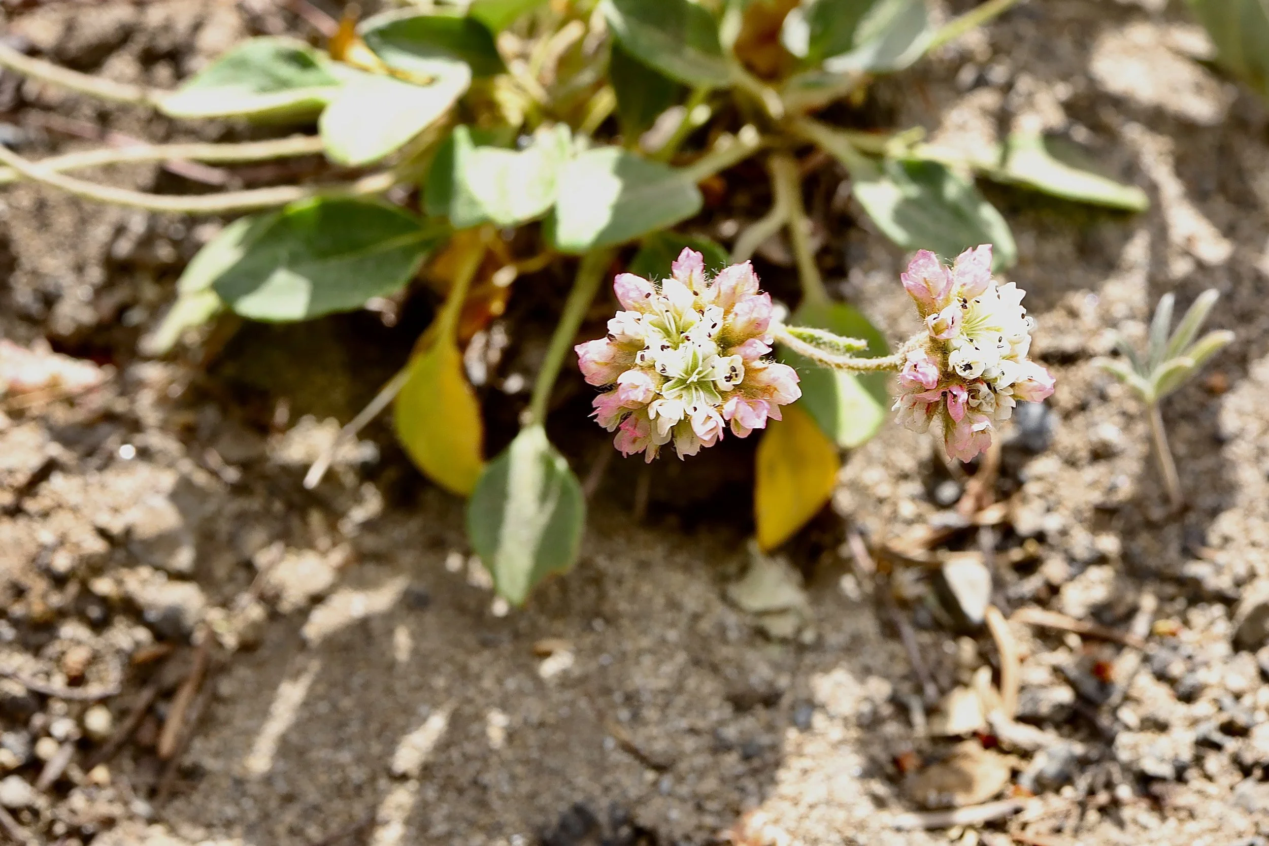 Click on this photo to return to the White Wildflowers page