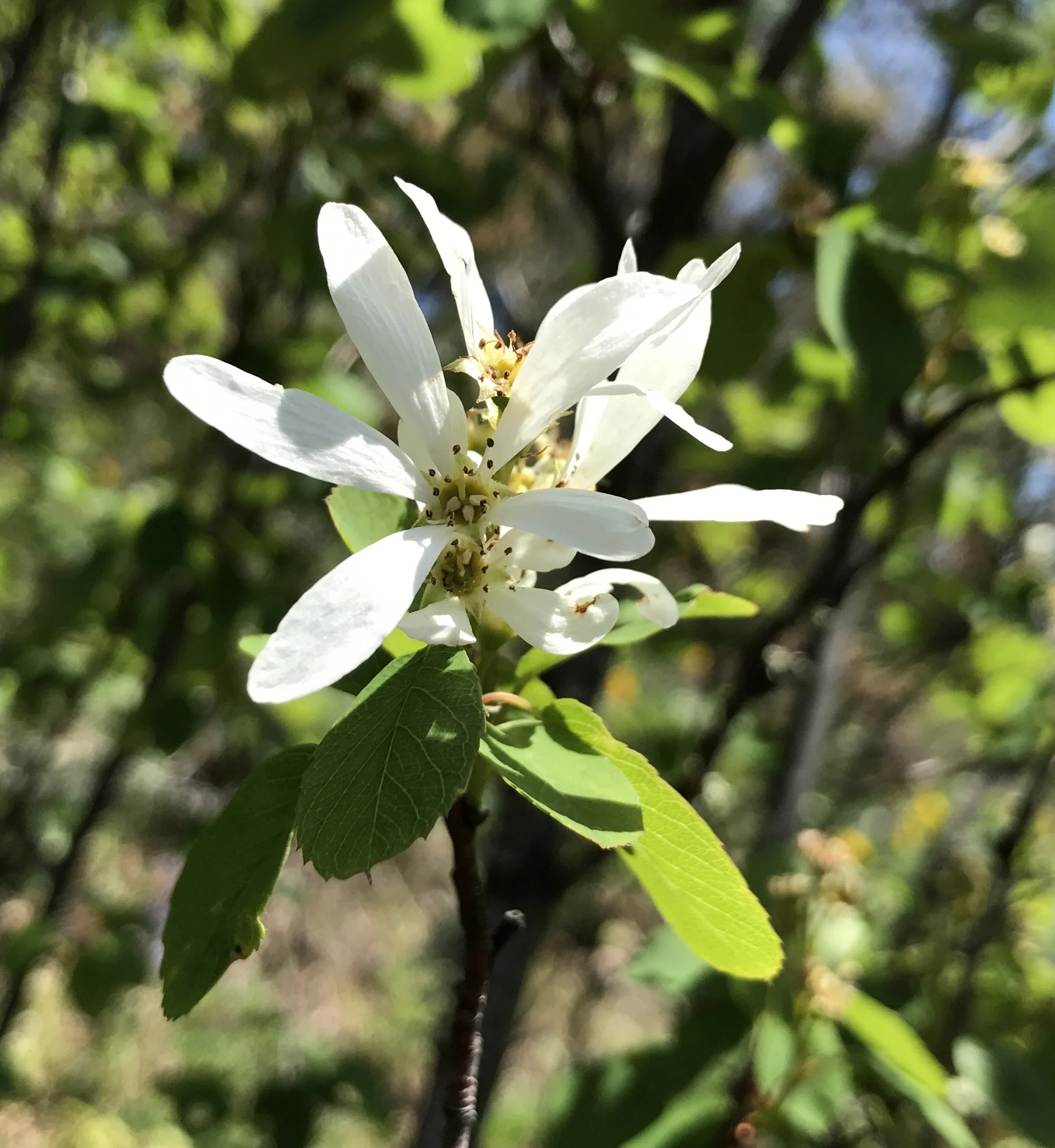 Western Serviceberry  //  Amelanchier alnifolia