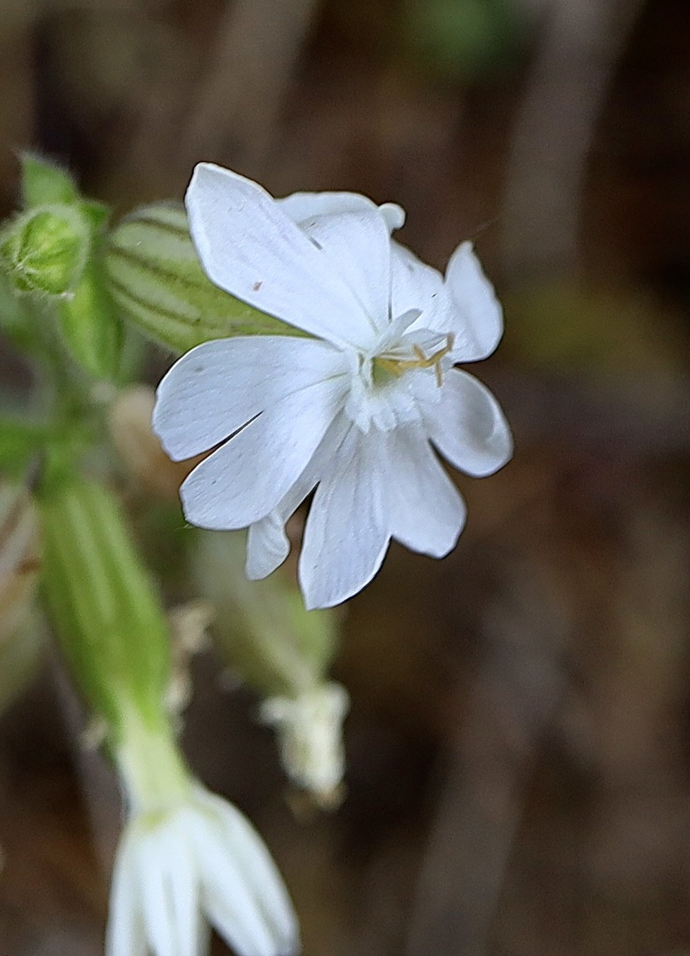 White Campion  //  Silene latifolia  --  Near Beacon Rock State Park 6/11/2025