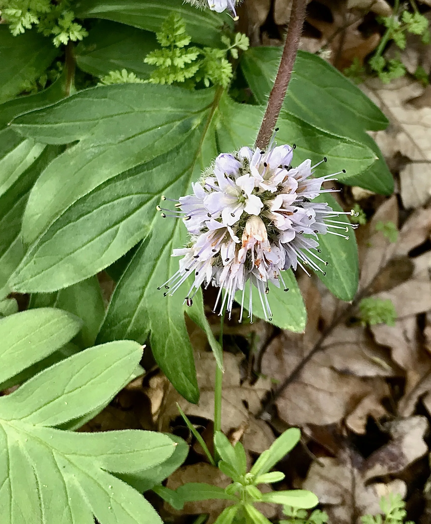 ballhead waterleaf with leaves'.jpeg