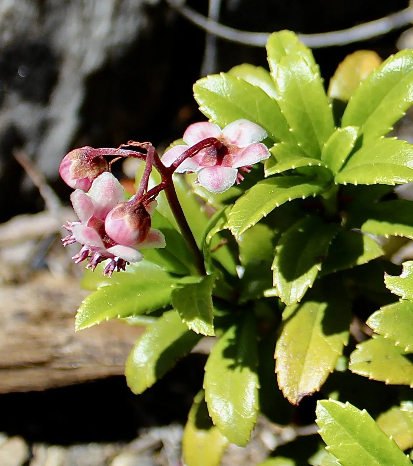 Pipsissewa  //  Chimaphila umbellata  --  Pacific Crest Trail 7.24.2026