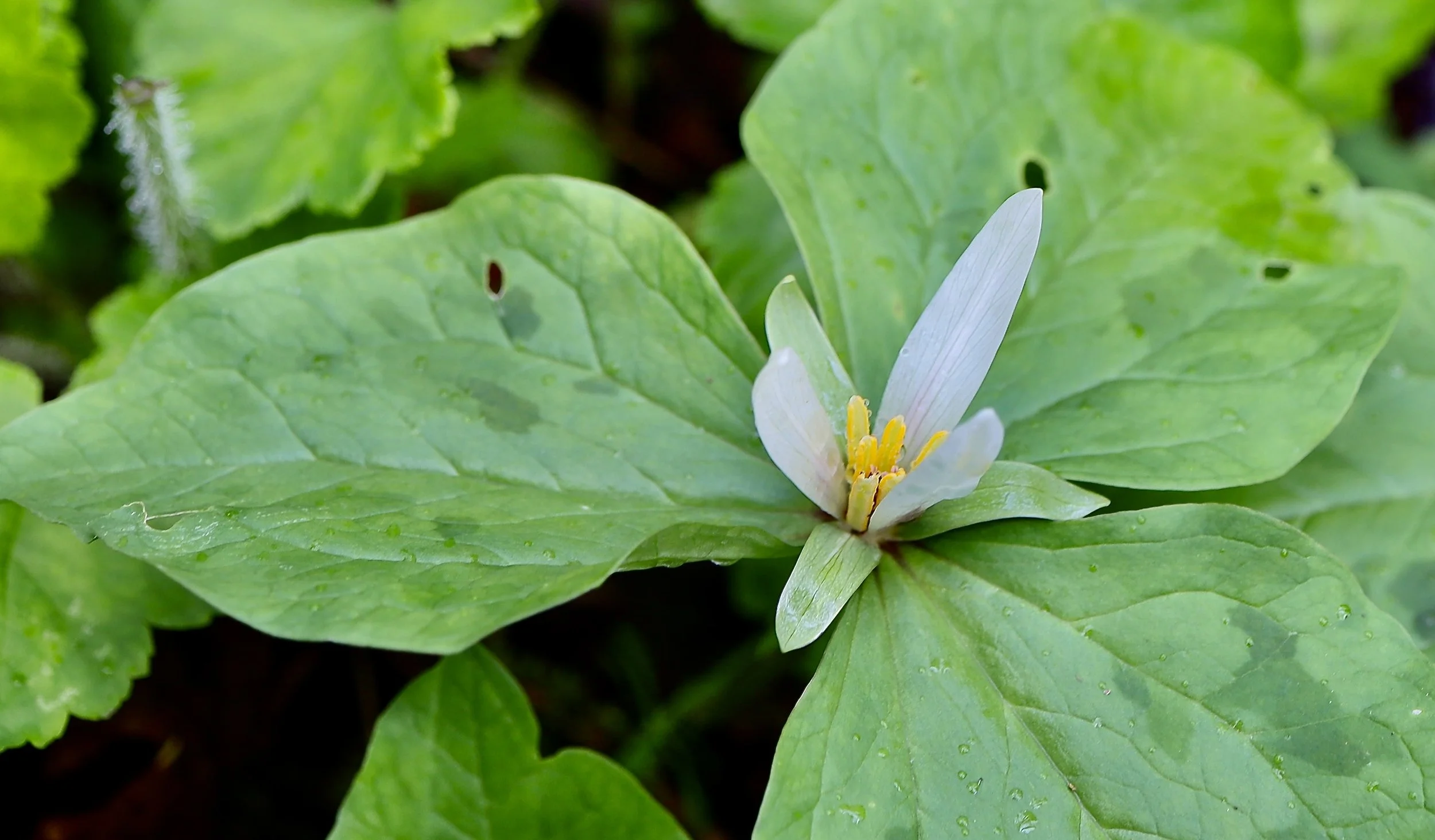 Giant White Trillium.JPG