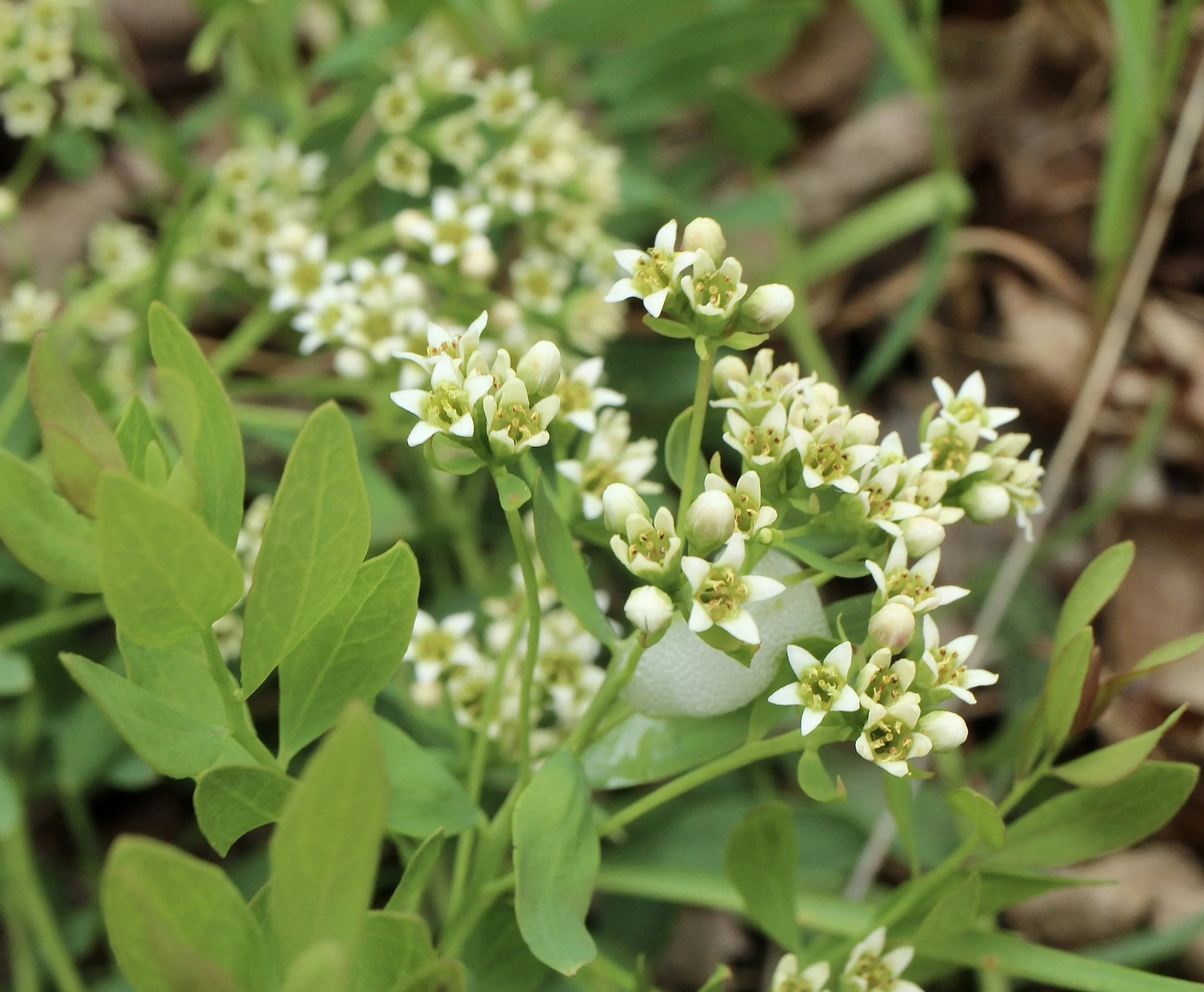 Click on this photo to return to the White Wildflowers page