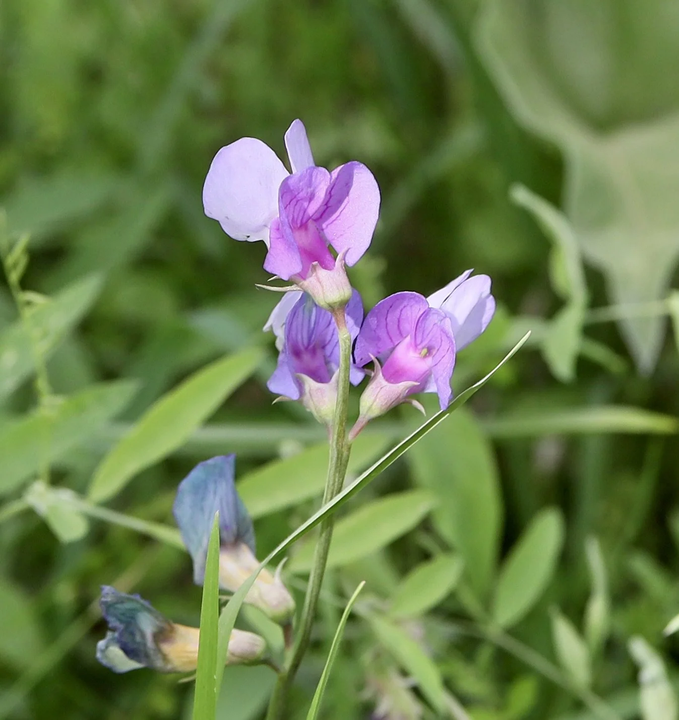 Few Flowered Pea  //  Lathyrus pauciflorus
McCall Point Trail  4/27/2025