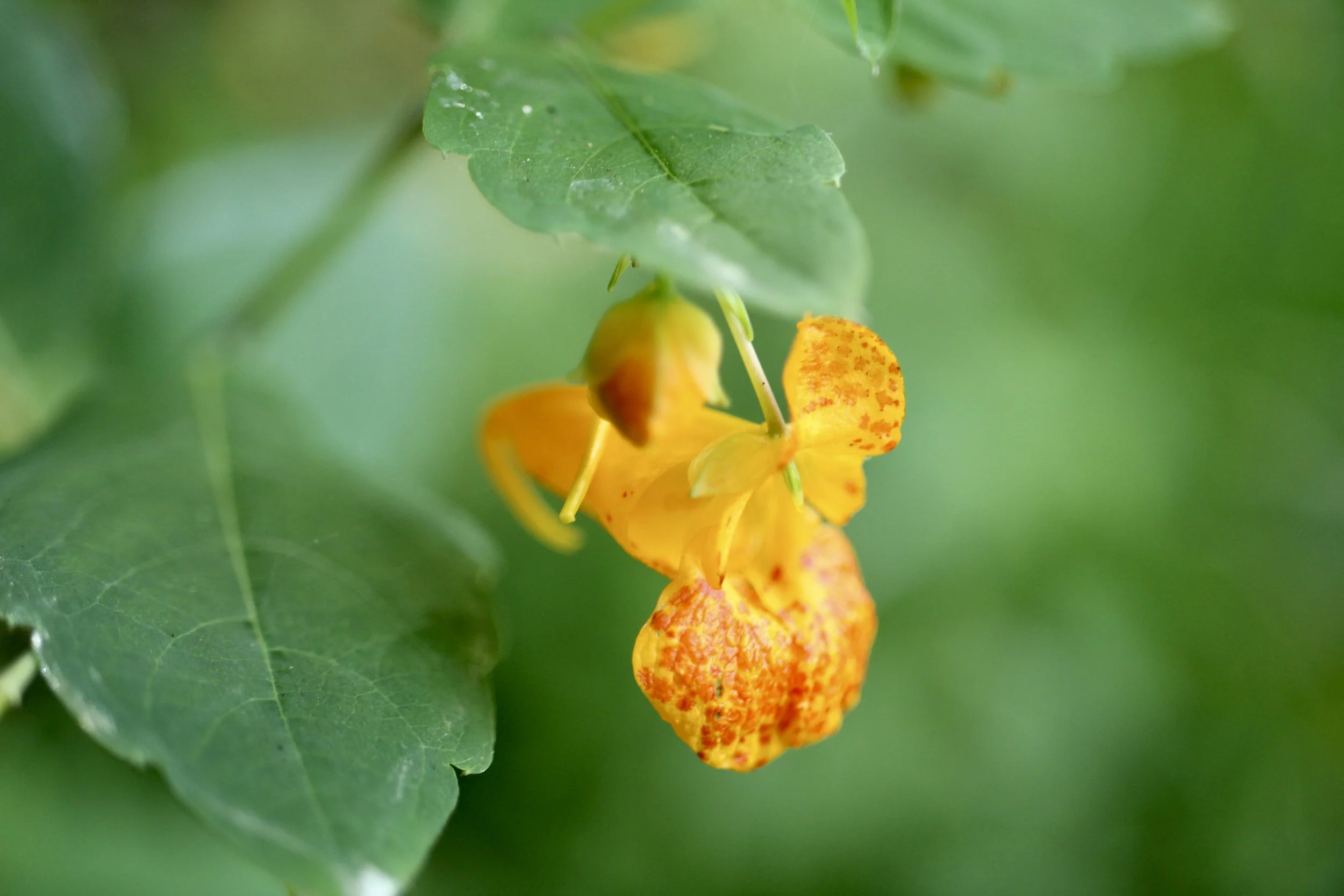 Found near Latourell Falls, Sept. 11, 2023. 
Click on this photo to return to the Yellow/Orange Wildflowers page