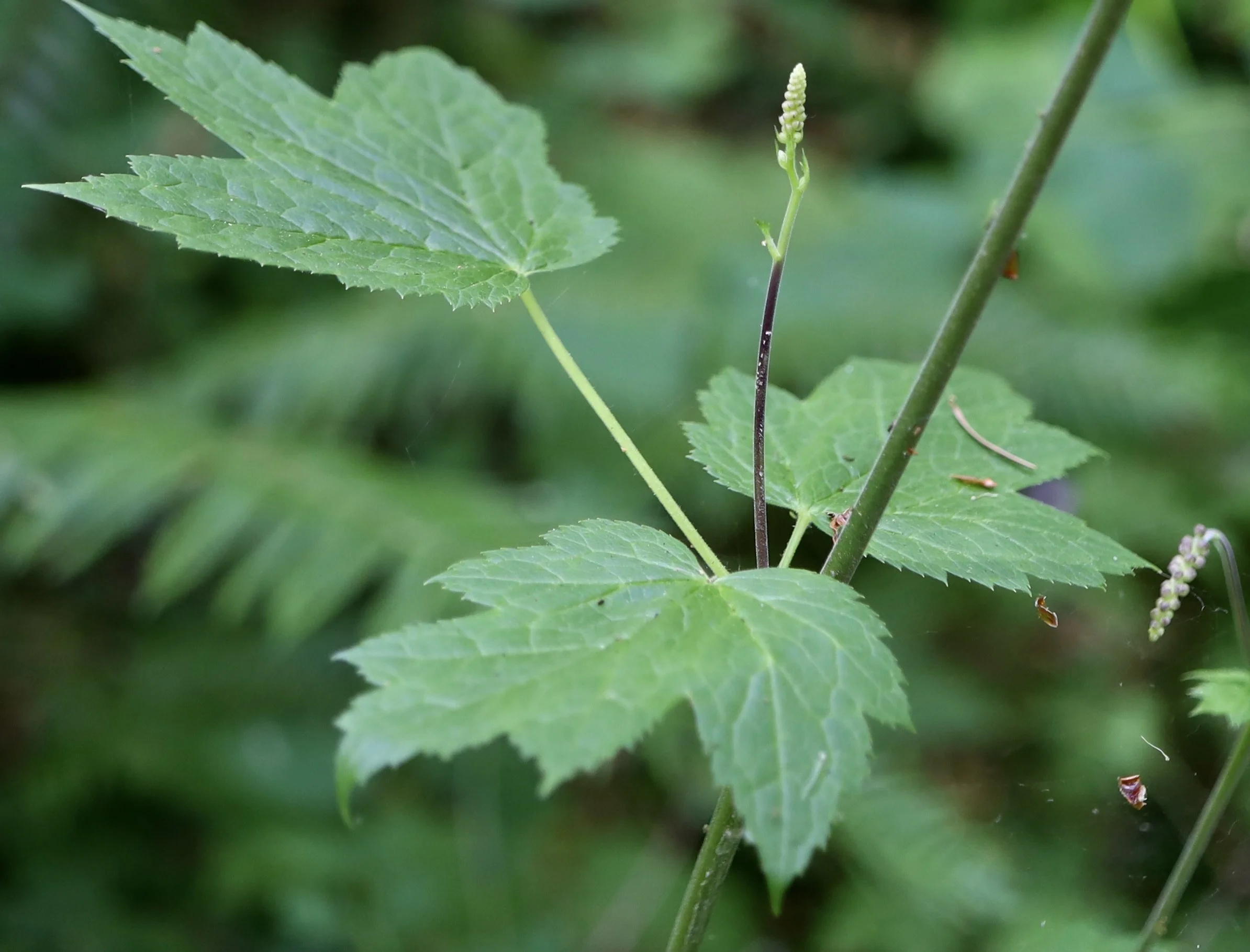 Tall bugbane leaves.jpeg