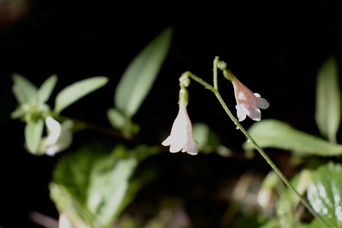 Pacific Crest trail to Indian Racetrack from Crest Camp, August 6, 2019.  Click on this photo to return to the Red/Pink Wildflowers page.