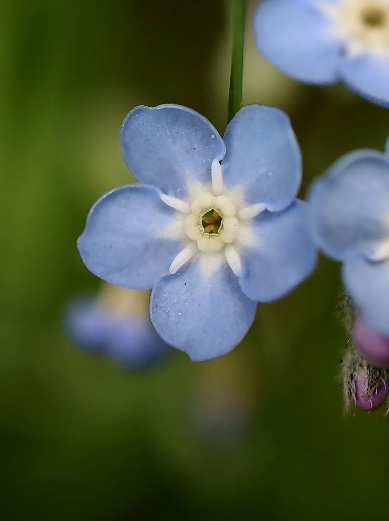 The center or fornix of this flower is white