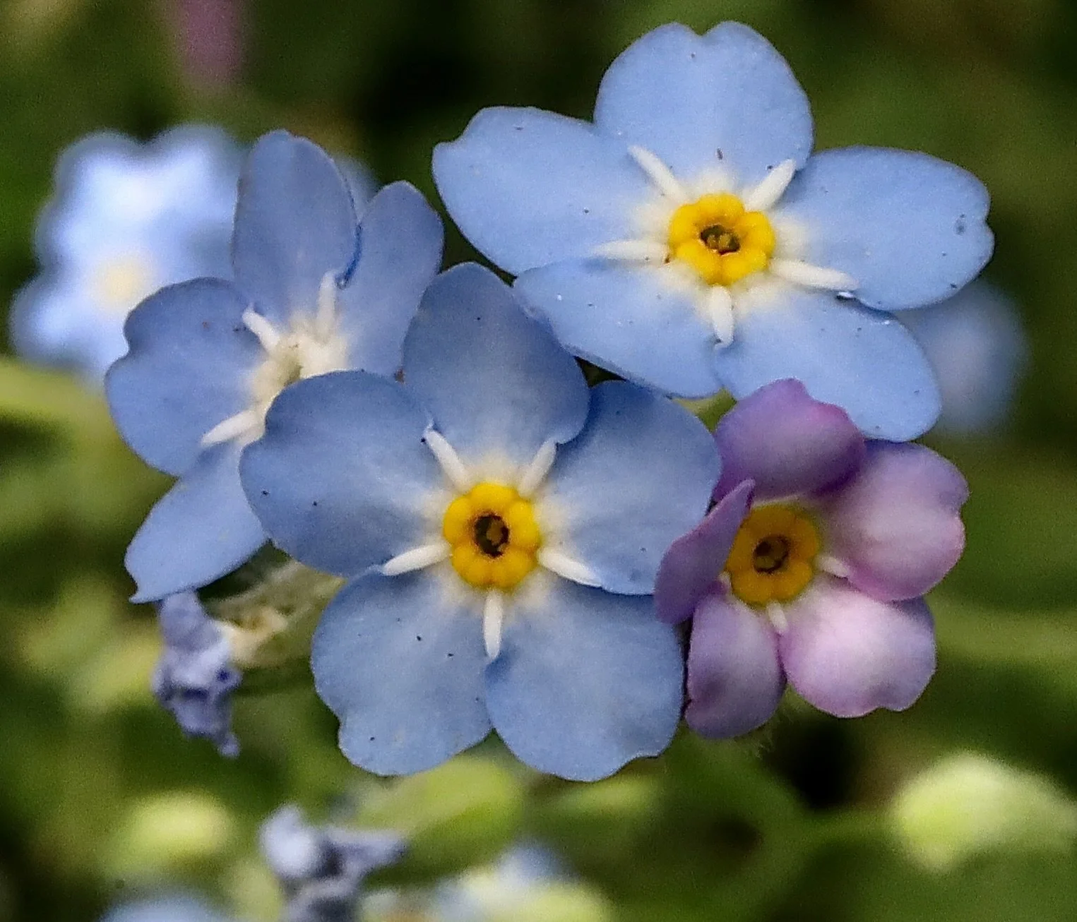 Small-flowered Forget-Me-Not  //  Myosotis laxa  --  Conboy Lake Wildlife Refuge 5/21/2026