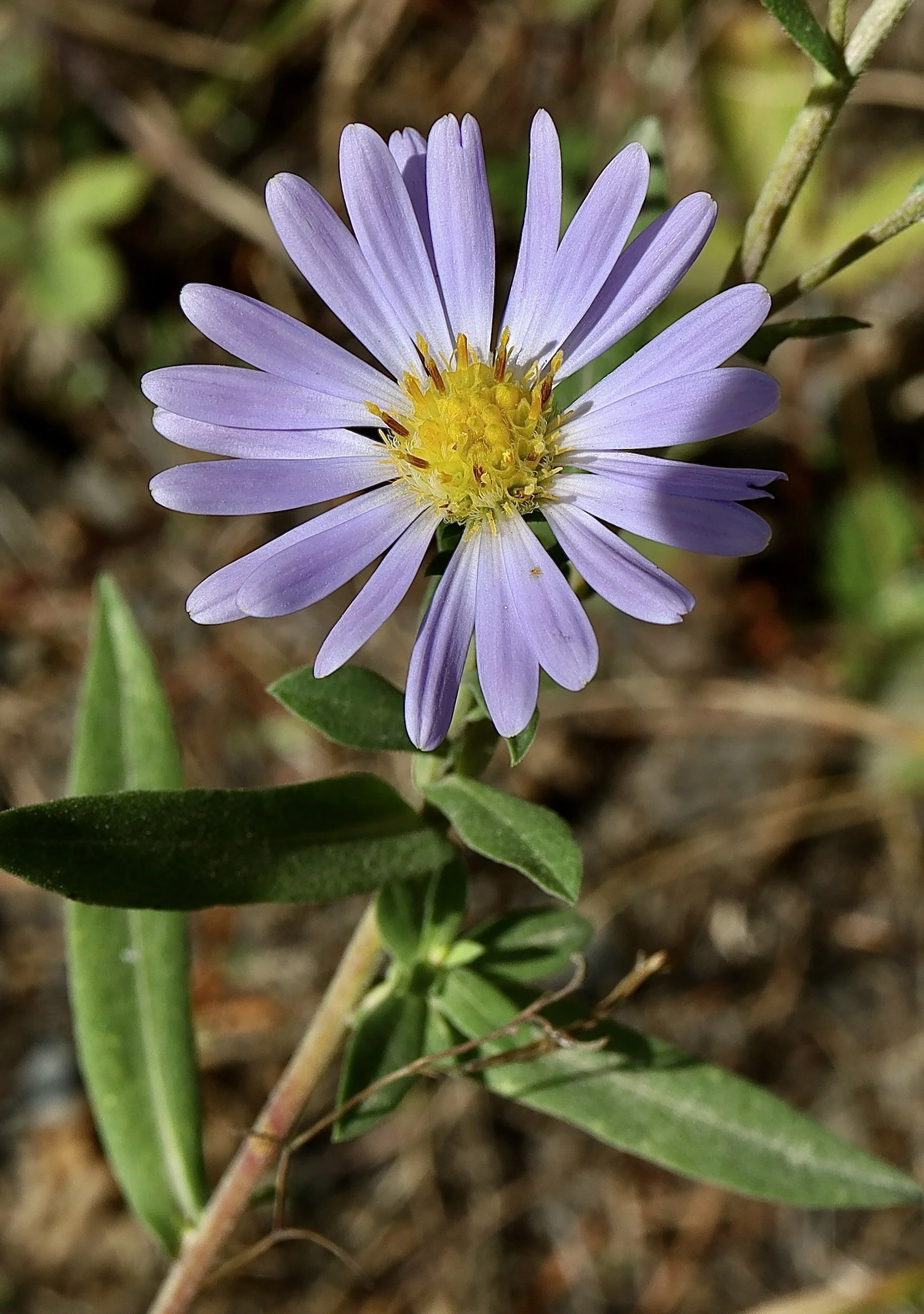 This photo was taken along the Gibson Prairie trail, September 17, 2026.                  Click on this photo to return to the Blue/Purple/Brown/Green Wildflowers page