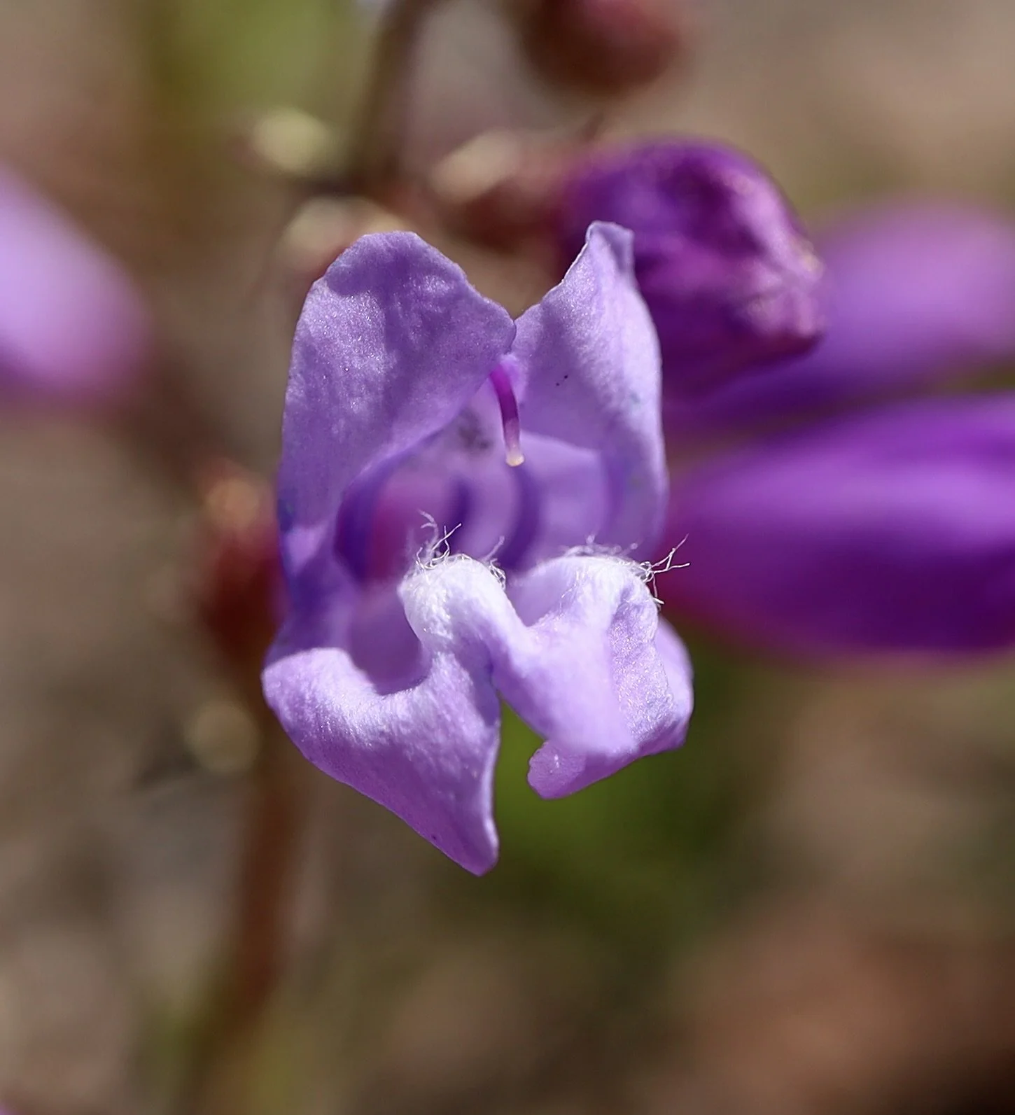 davidson's penstemon 3.JPG