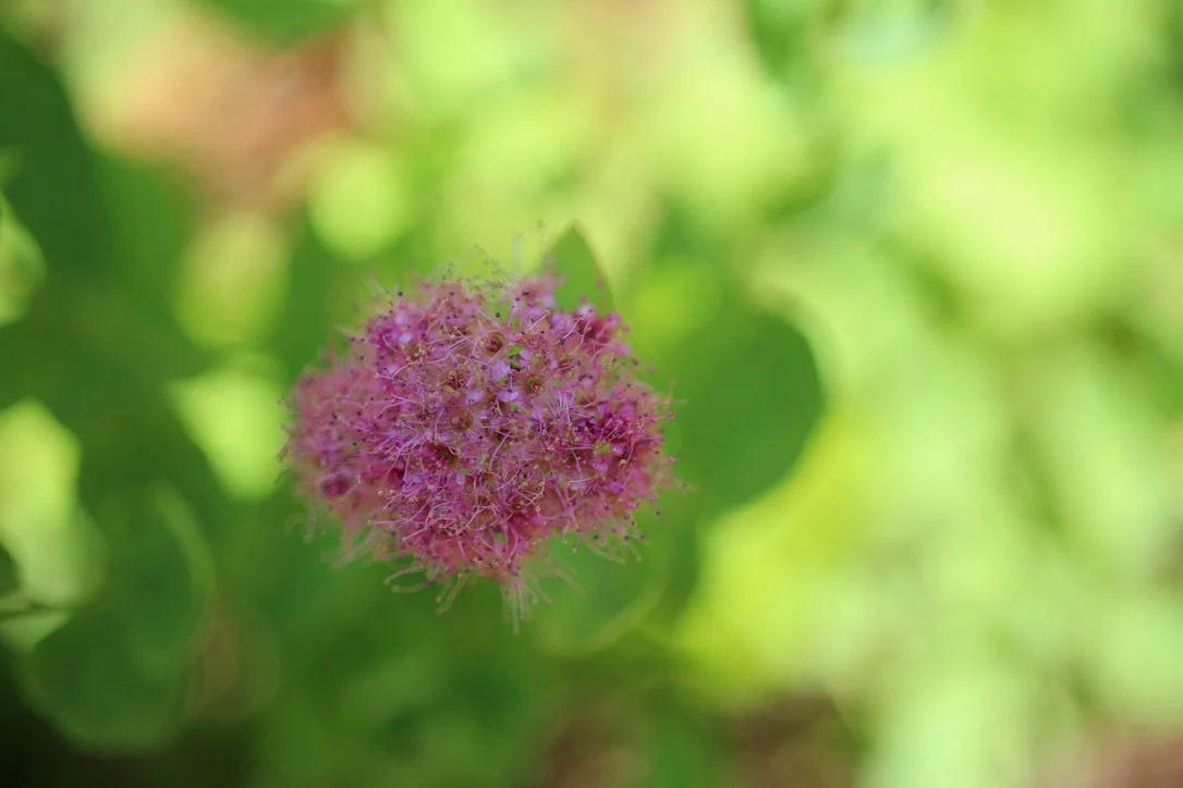 rosy spiraea 3.jpeg