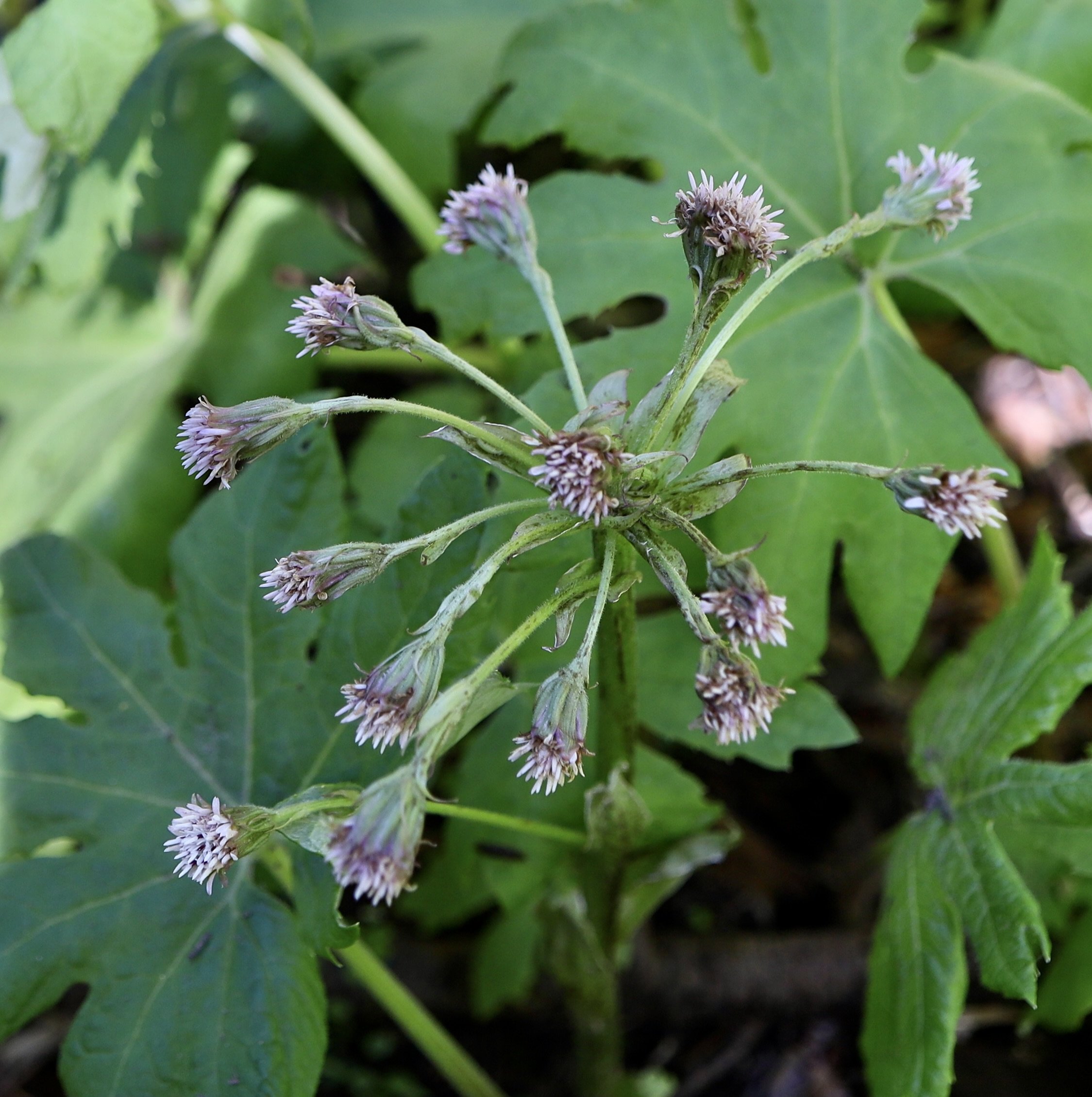Colt's Foot  //  Petasites frigidus  --  Wygant Trail 4/16/2025