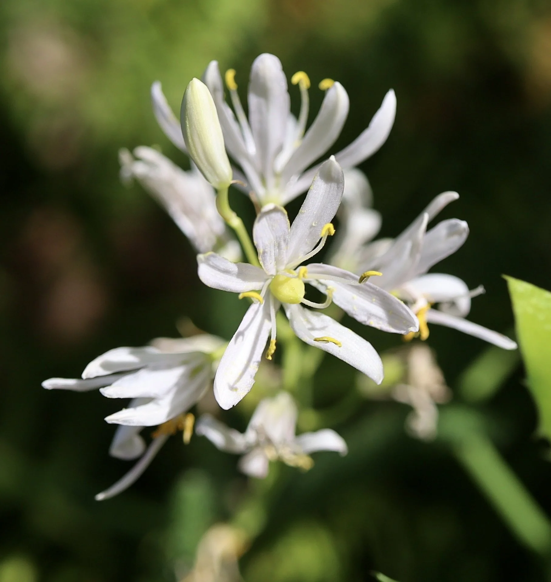 White variety of common camas