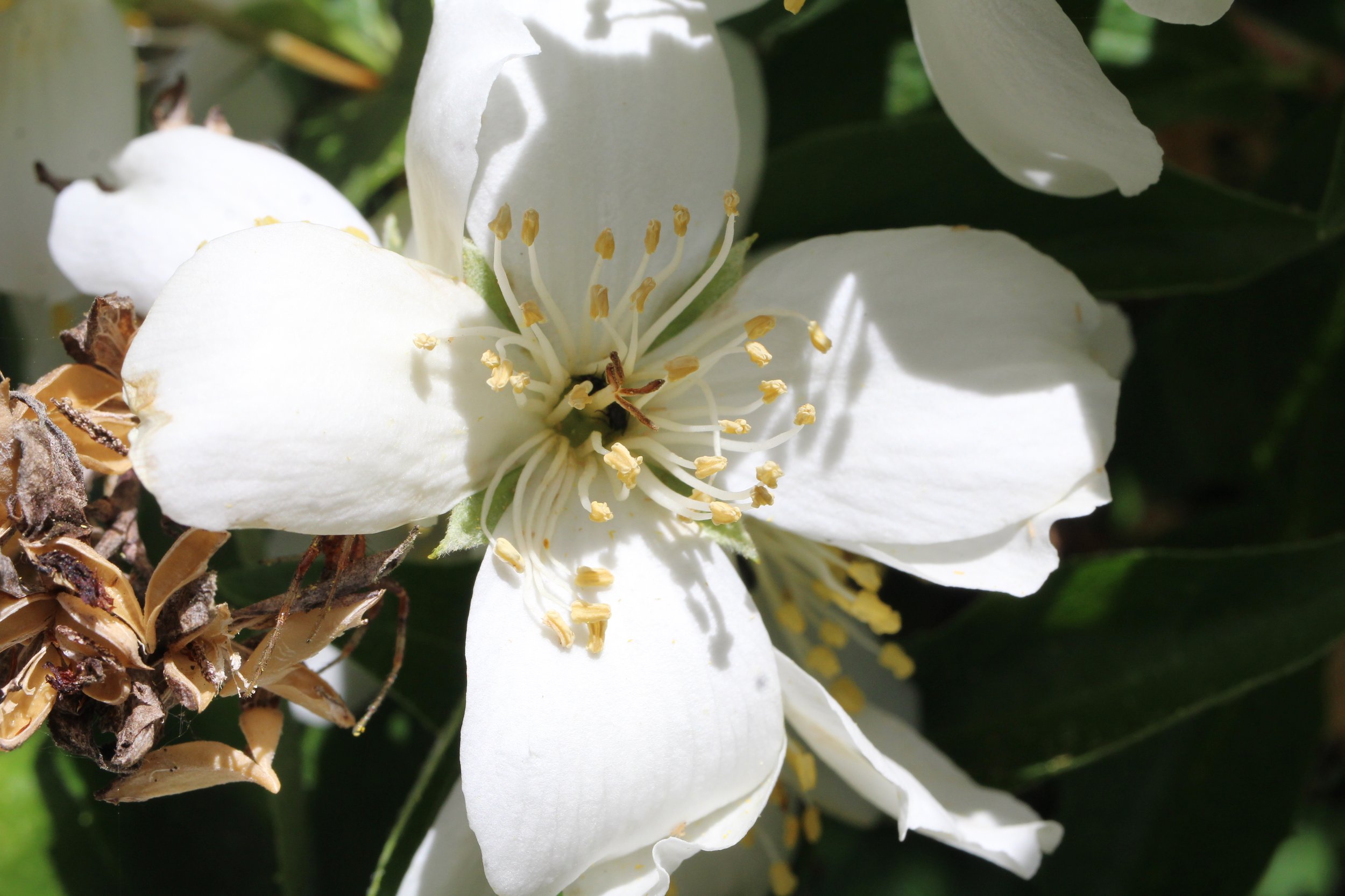 mock orange 5.JPG