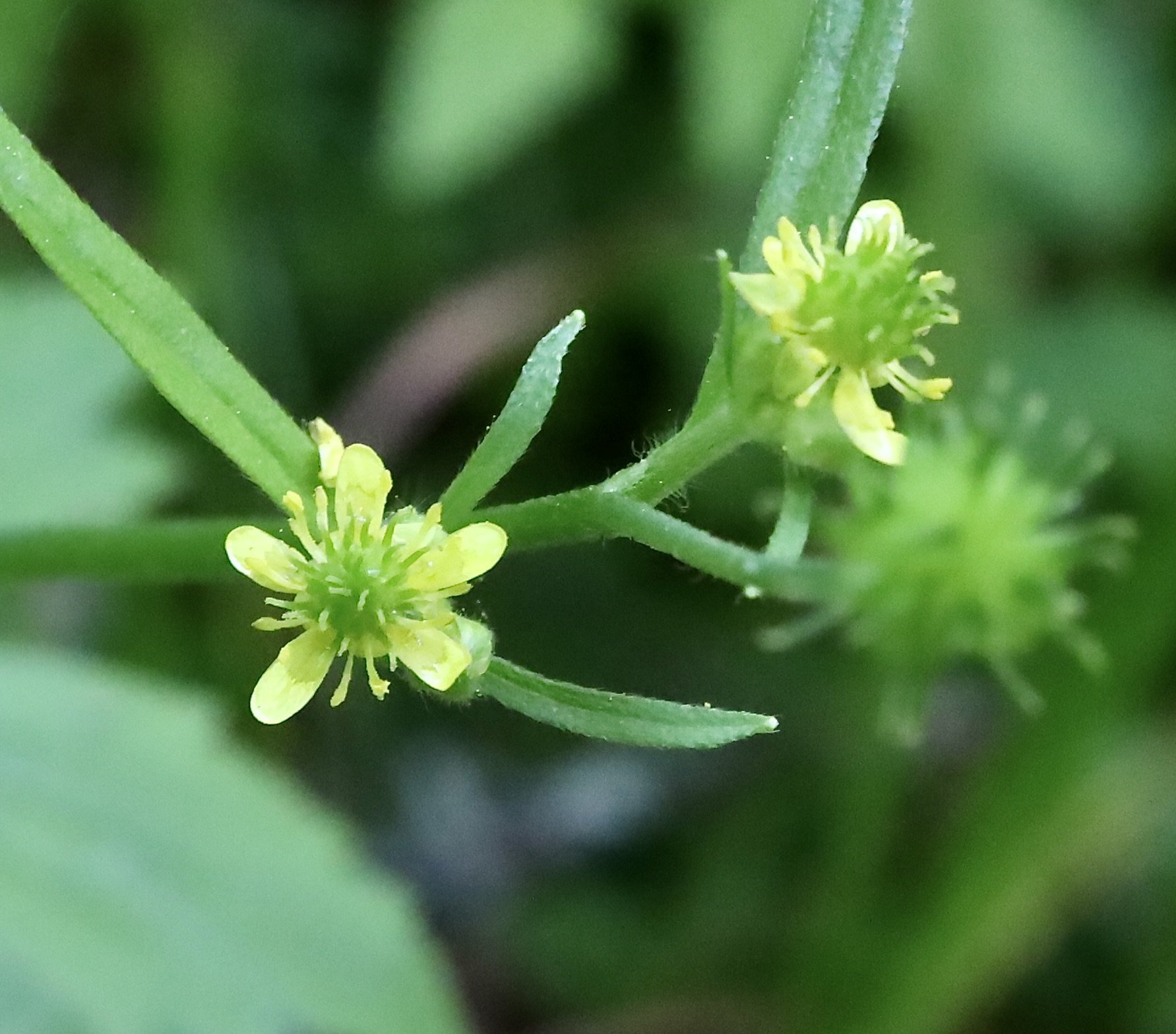 little buttercup 5.JPG