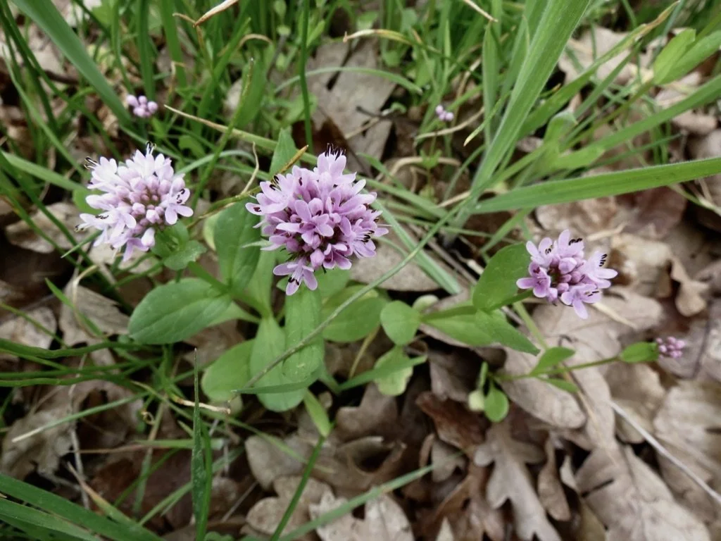 Camassia Nature Preserve, April 10, 2016