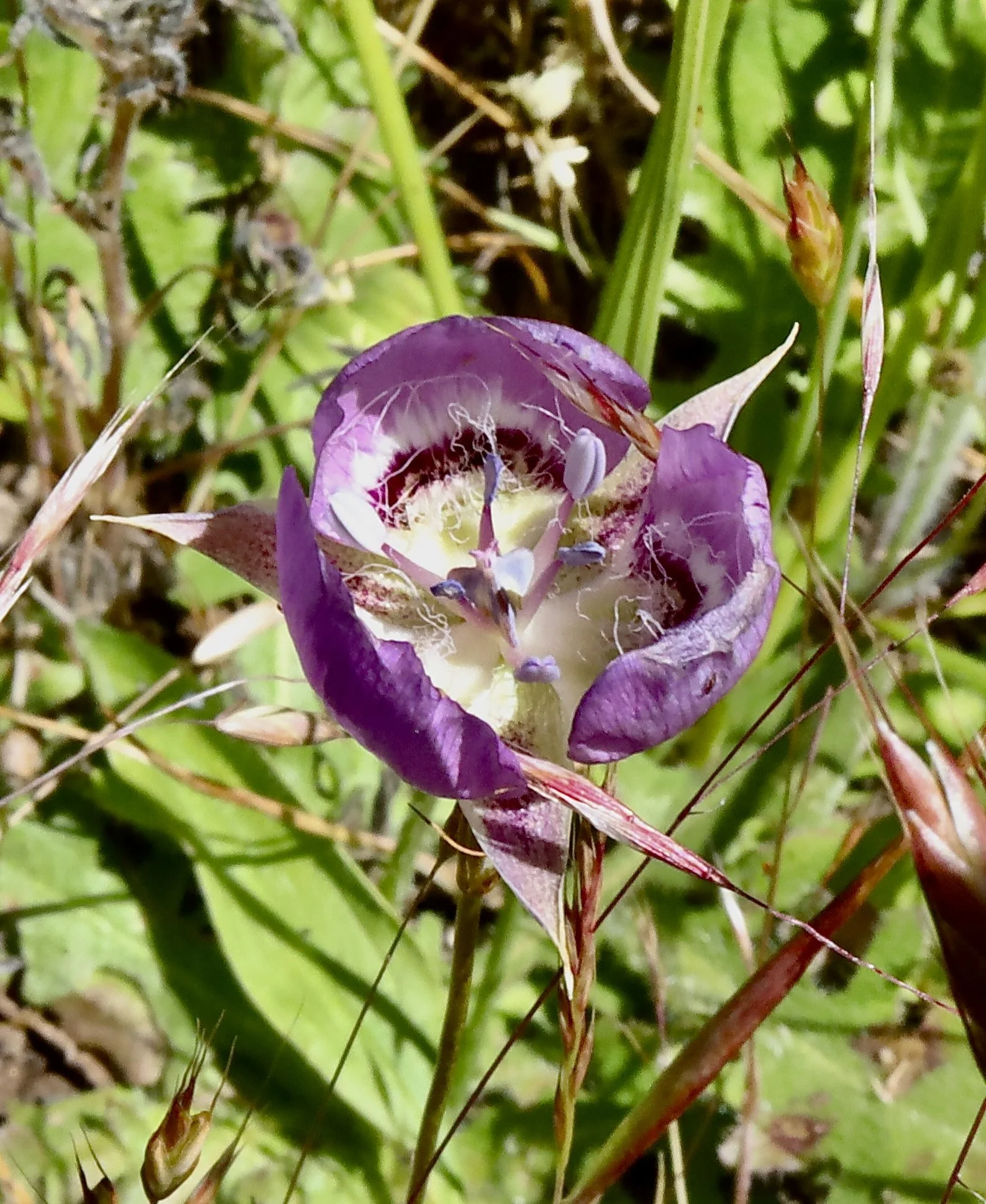 Long-bearded Mariposa Lily  //  Calochortus longebarbatus  --  Conboy Lake Wildlife Refuge  6/11/2026