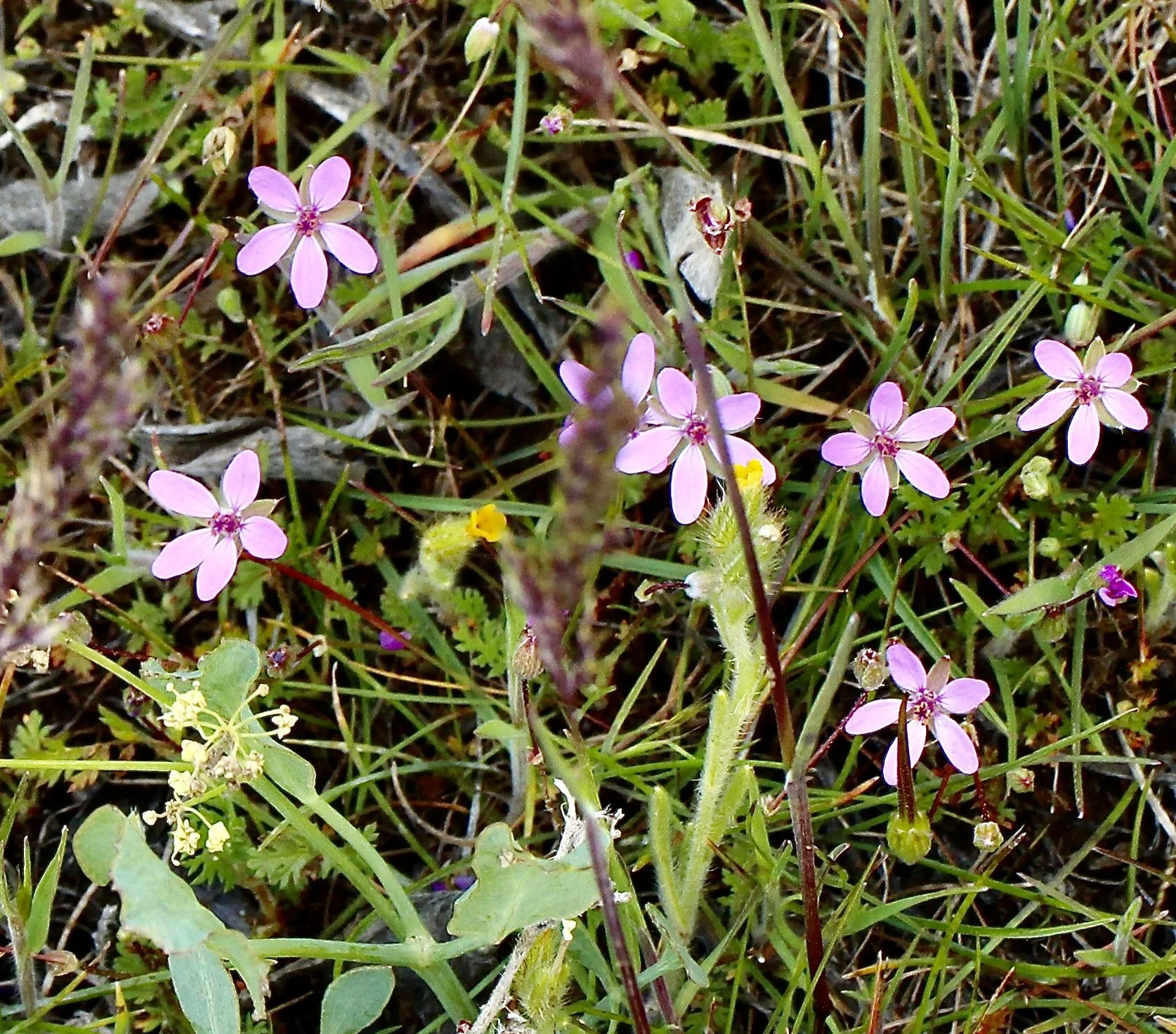 redstem stork's bill group.JPG