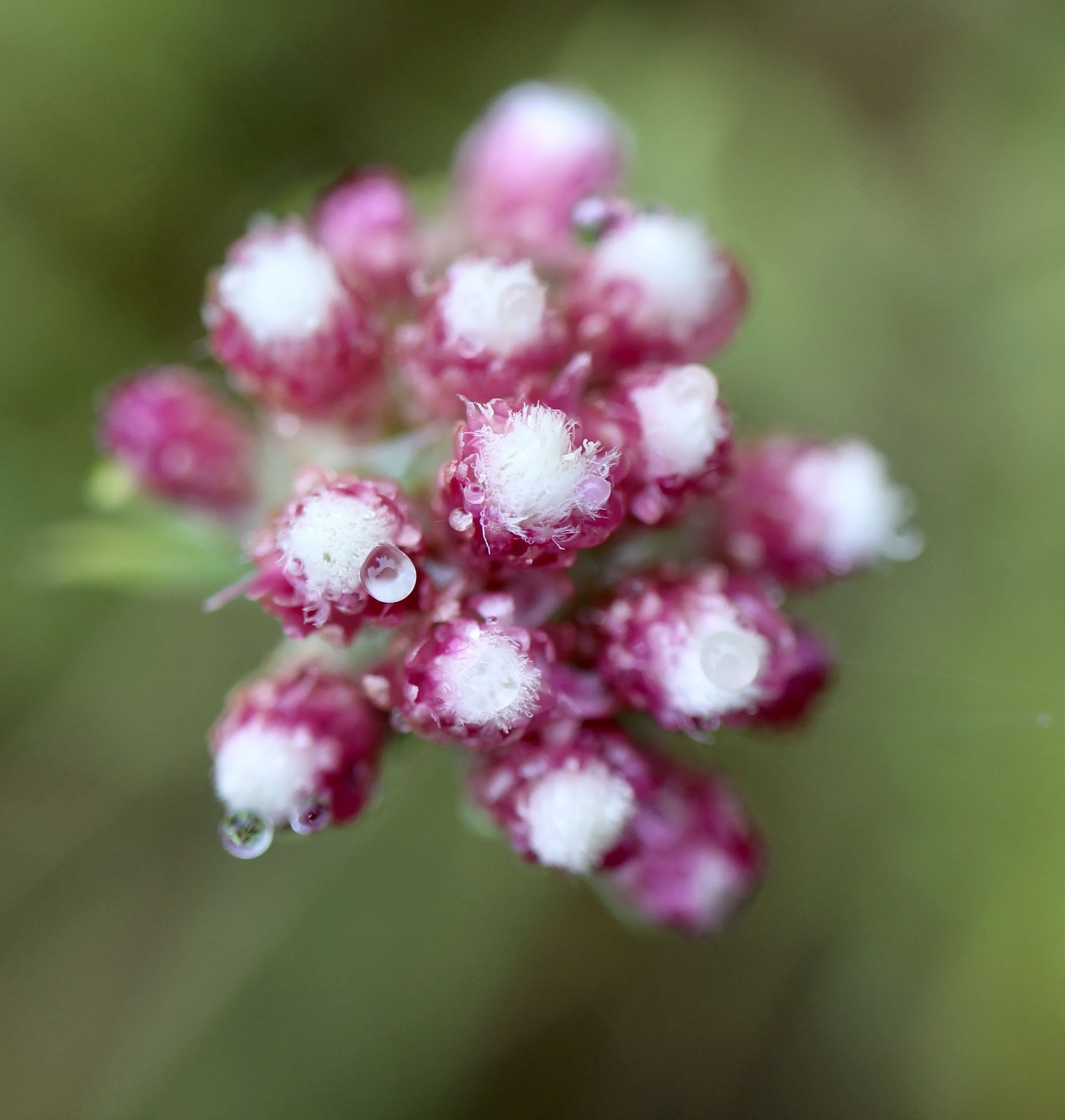 Click on this photo to return to the Red/Pink Wildflowers page