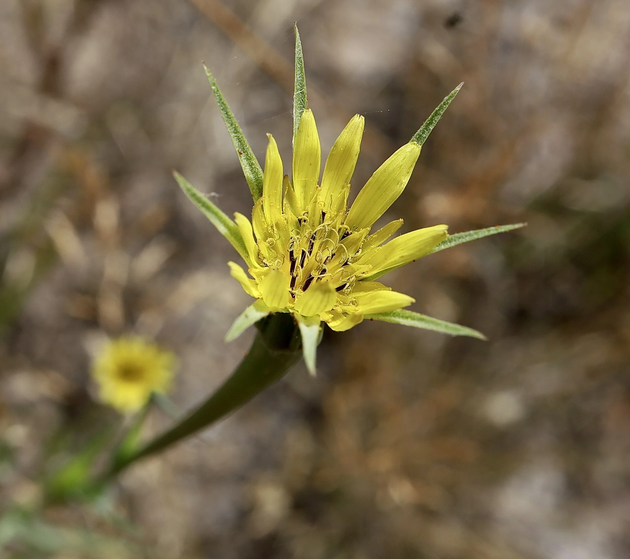 Photo taken on Gibson Prairie trail, September 17, 2026