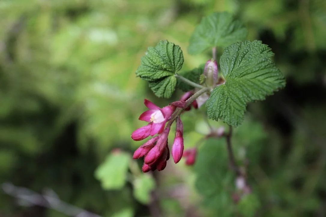 Red Flowering Currant  //  Ribes sanguineum
