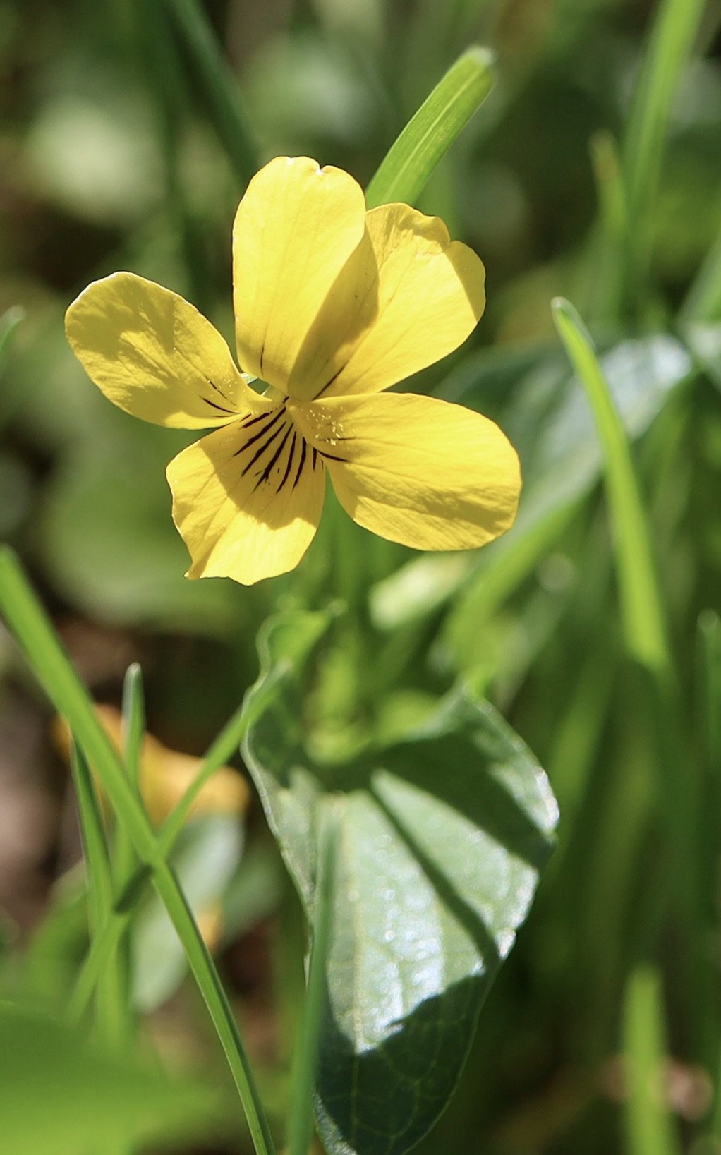 Yellow Prairie Violet  //  Viola praemorsa
Wheldon Wagon Road 5/6/2025