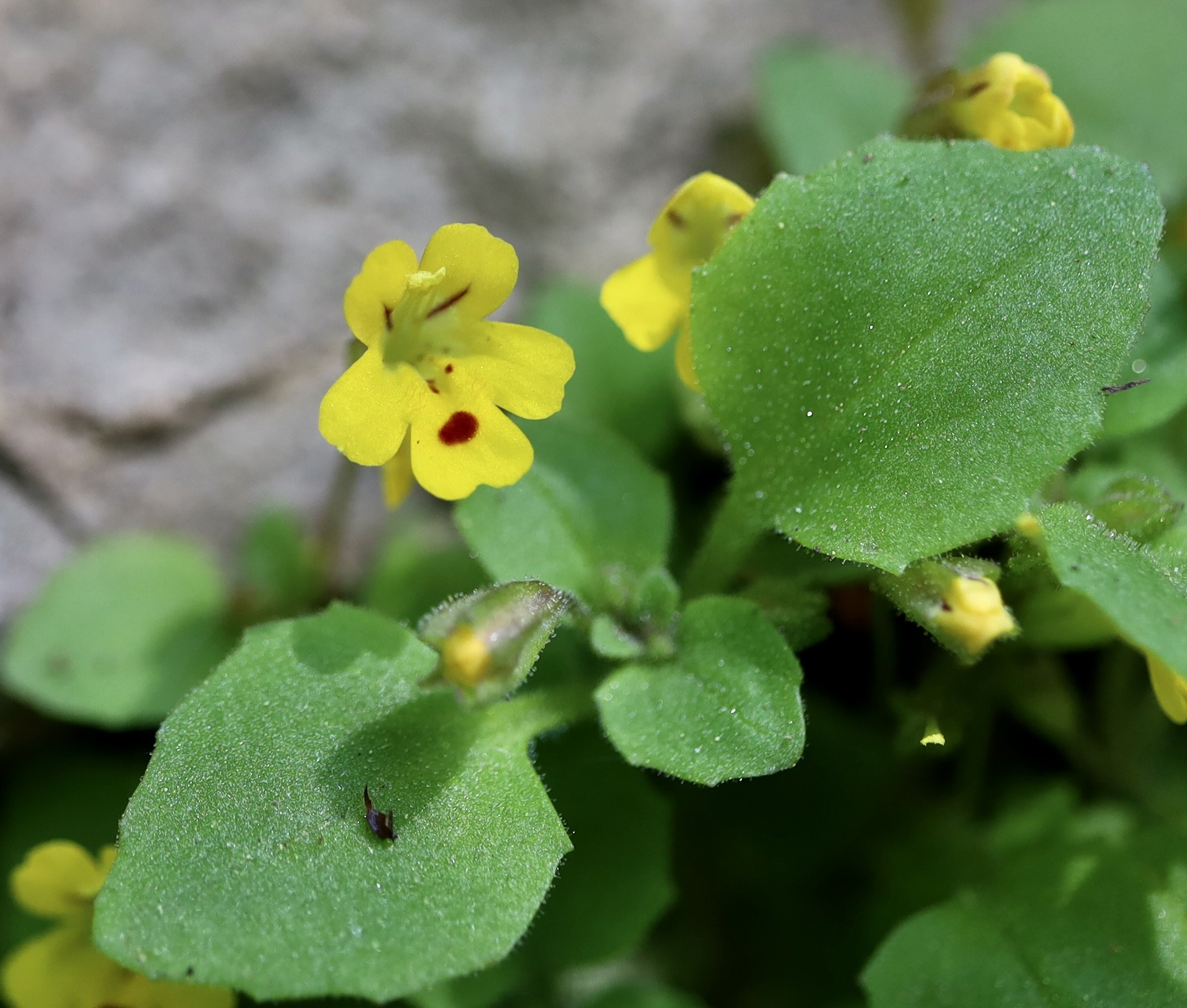 Chickweed Monkeyflower  //  Mimulus alsinoides  --  Catherine Creek Trail 4422 3/23/2021