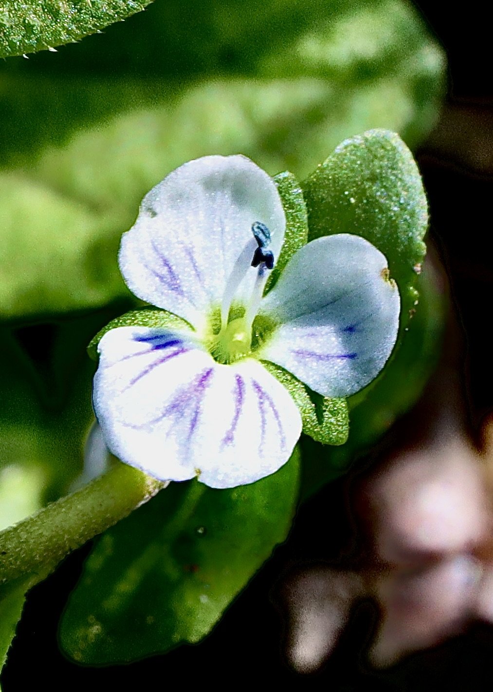 Click on this photo to return to the White Wildflowers page
